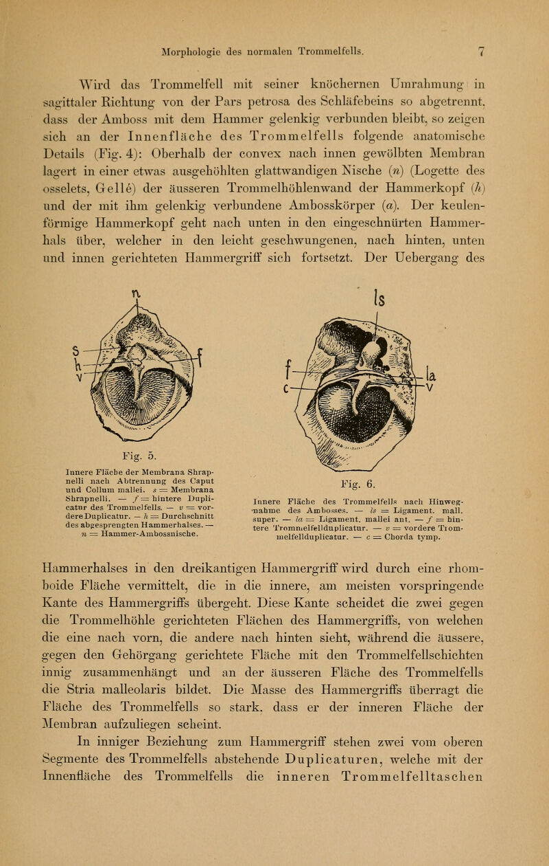 Wird das Trommelfell mit seiner knöchernen Umrahmung in sag-ittaler Richtung von der Pars petrosa des vSchläfebeins so abgetrennt, dass der Amboss mit dem Hammer gelenkig verbunden bleibt, so zeigen sich an der Innenfläche des Trommelfells folgende anatomische Details (Fig. 4): Oberhalb der convex nach innen gewölbten Membran lagert in einer etwas ausgehöhlten glattwandigen Nische {n) (Logette des osselets, Gelle) der äusseren Trommelhöhlenwand der Hammerkopf {li) und der mit ihm gelenkig verbundene Ambosskörper (a). Der keulen- förmige Hammerkopf geht nach unten in den eingeschnürten Hammer- hals über, welcher in den leicht geschwungenen, nach hinten, unten und innen gerichteten Hammergriff sich fortsetzt. Der Uebergang des Fig. 5. Innere Fläcbe der Membrana Shrap- nelli nach Abtrennung des Caput und Collum mallei. s = Membrana Shrapnelli. — /= hintere Dupli- catur des Trommelfells. — u = vor- dere Dnplicatur. — /i ^ Durchschnitt des aboesprengten Hammerhalses. — n ^= Hammer-Ambossnische. Fig. 6. Innere Fläche des Trommelfells nach Hinweg- ■nahme des Ambosses. — Is =■ Ligament, mall, super. — la ;= Ligament, mallei ant. — / = hin- tere Tromnielfellduplicatur. —■ v = vordere Tiom- uielfellduplicatur. — c ^ Chorda tymp. Hammerhalses in den dreikantigen Hammergriff wird durch eine rhom- boide Fläche vermittelt, die in die innere, am meisten vorspringende Kante des Hammergriffs übergeht. Diese Kante scheidet die zwei gegen die Trommelhöhle gerichteten Flächen des Hammergriffs, von welchen die eine nach vorn, die andere nach hinten sieht, während die äussere, gegen den Gehörgang gerichtete Fläche mit den Trommelfellschichten innig zusammenhängt und an der äusseren Fläche des Trommelfells die Stria malleolaris bildet. Die Masse des Hammergriffs überragt die Fläche des Trommelfells so stark, dass er der inneren Fläche der Membran aufzuliegen scheint. In inniger Beziehung zum Hammergriff stehen zwei vom oberen Segmente des Trommelfells abstehende Duplicaturen, welche mit der Innenfläche des Trommelfells die inneren Trommelfelltaschen