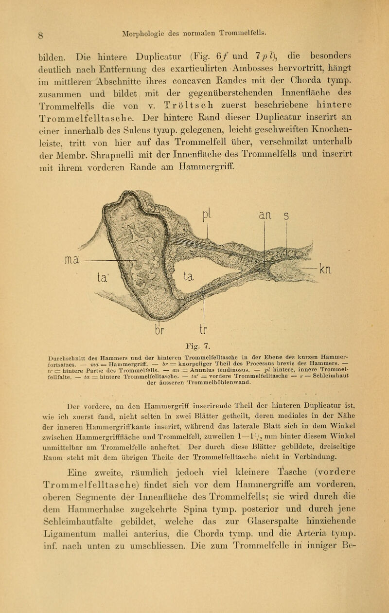 bilden. Die hintere Duplicatur (Fig. 6/und 1 pl\ die besonders deutlich nach Entfernung des exarticulirten Ambosses hervortritt, hängt im mittleren Abschnitte ihres concaven Randes mit der Chorda tymp. zusammen und bildet mit der gegenüberstehenden Innenfläche des Trommelfells die von v. Tr ölt seh zuerst beschriebene hintere Trommelfelltasche. Der hintere Rand dieser Duplicatur inserirt an einer innerhalb des Sulcus tyrap. gelegenen, leicht geschweiften Knochen- leiste, tritt von hier auf das Trommelfell über, verschmilzt unterhalb der Membr. Shrapnelli mit der Innenfläche des Trommelfells und inserirt mit ihrem vorderen Rande am Hammergriff. aa s kn. Fig. 7. Durchschnitt des Hammers und der hinteren Trommelfelltasche in der Ebene des kurzen Hammer- fortsatzes. — ma = Hammergriff. — br = knorpeliger Theil des Processus brevis des Hammers. — (/• = hintere Partie des Trommelfells. — an = Annulus tendinosus. — pl hintere, innere Trommel- fellfalte. — ta = hintere Trommelfellta^che. — ta' = vordere Trommelfelltasche — s — Schleimhaut der äusseren Trommelhohlenwand. Der vordere, an den Hammergriff inserirende Theil der hinteren Duplicatur ist, wie ich zuerst fand, nicht selten in zwei Blätter getheilt, deren mediales in der Nähe der inneren Hammergriffkante inserirt, Avährend das laterale Blatt sich in dem Winkel zwischen Hammergrifffläche und Trommelfell, zuweilen l—Vj-yVcmi hinter diesem Winkel unmittelbar am Trommelfelle anheftet. Der durch diese Blätter gebildete, dreiseitige Kaum steht mit dem übrigen Theile der Trommelfelltasche nicht in Verbindung. Eine zweite, räumlich jedoch viel kleinere Tasche (vordere Trommelfelltasche) findet sich vor dem Hammergriffe am vorderen, oberen Segmente der Innenfläche des Trommelfells; sie wird durch die dem Hammerhalse zugekehrte Spina tymp. posterior und durch jene Schleimhautfalte gebildet, welche das zur Glaserspalte hinziehende Ligamentum mallei anterius, die Chorda tymp. und die Arteria tymp. inf. nach unten zu umschliessen. Die zum Trommelfelle in inniger Be-