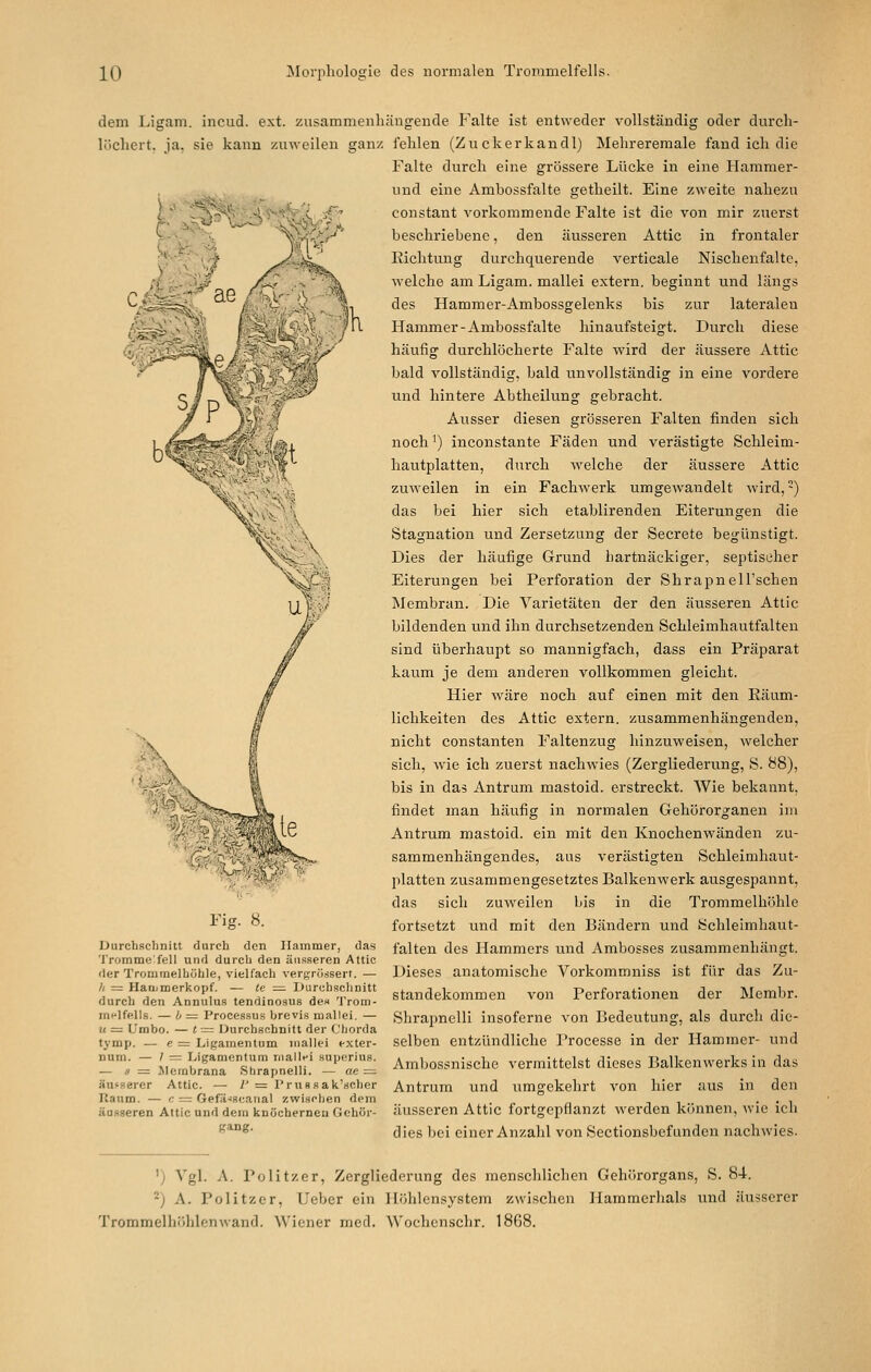 dem Ligam. incud. ext. zusammenli löchert, ja, sie kann zuweilen ganz Fig. 8. Durchschnitt durch den Hammer, das Tromme feil und durch den äusseren Attic der Trommelhöhle, vielfach verdrössen. — h = Harumerkopf. — te ^ iJurchschnitt durch den Annulus tendinosus den 'l'rom- m(>lfells. — 6 = Processus hrevis mallei. — u =: Umbo. — t--= Durchschnitt der Chorda tymp. — e = Ligamentum iiiallei exter- num. — 7 =: Ligamentum niallfi superius. — « = Werabrana Shrapnelli. — ae =: äusserer Attic. — I' = I'russak'scher Raum. — <; = Gefä^scarial zwischen dpm äasgeren Attic und dem knöchernen Gehör- gang. ängende Falte ist entweder vollständig oder durcli- felilen (Zuckerkandl) Melireremale fand ich die Falte durch eine grössere Lücke in eine Hammer- und eine Ambossfalte getheilt. Eine zweite nahezu constant vorkommende Falte ist die von mir zuerst beschriebene, den äusseren Attic in frontaler Richtung durchquerende verticale Nischenfalte, welche am Ligam. mallei extern, beginnt und längs des Hammer-Ambossgelenks bis zur lateralen Hammer-Ambossfalte hinaufsteigt. Durch diese häufig durchlöcherte Falte wird der äussere Attic bald vollständig, bald unvollständig in eine vordere und hintere Abtheilung gebracht. Ausser diesen grösseren Falten finden sich noch') inconstante Fäden und verästigte Schleim- hautplatten, durch welche der äussere Attic zuweilen in ein Fachwerk umgewandelt wird,-) das bei hier sich etablirenden Eiterungen die Stagnation und Zersetzung der Secrete begünstigt. Dies der häufige Grund hartnäckiger, septischer Eiterungen bei Perforation der Shrapnell'schen Membran. Die Varietäten der den äusseren Attic bildenden und ihn durchsetzenden Schleimhautfalten sind überhaupt so mannigfach, dass ein Präparat kaum je dem anderen vollkommen gleicht. Hier wäre noch auf einen mit den Räum- lichkeiten des Attic extern, zusammenhängenden, nicht Constanten Faltenzug hinzuweisen, welcher sich, wie ich zuerst nachwies (Zergliederung, S. HS), bis in das Antrum mastoid. erstreckt. Wie bekannt, findet man häufig in normalen Gehörorganen im Antrum mastoid. ein mit den Knochenwänden zu- sammenhängendes, aus verästigten Schleimhaut- platten zusammengesetztes Balkenwerk ausgespannt, das sich zuweilen bis in die Trommelhöhle fortsetzt und mit den Bändern und Schleimhaut- falten des Hammers und Ambosses zusammenhängt. Dieses anatomische Vorkommniss ist für das Zu- standekommen von Perforationen der Membr. Shrapnelli insoferne von Bedeutung, als durch die- selben entzündliche Processe in der Hammer- und Ambossnische vermittelst dieses Balkenwerks in das Antrum und umgekehrt von hier aus in den äusseren Attic fortgepflanzt werden können, wie ich dies bei einer Anzahl von Sectionsbefundcn nachwies. ') Vgl. A. Politzer, Zergliederung des menschlichen Gehörorgans, S. 84. 2) A. Politzer, Ueber ein Höhlensystem zwischen Hammerhals und äusserer Trommelhöhlen wand. Wiener med. Wochcnschr. 1868.