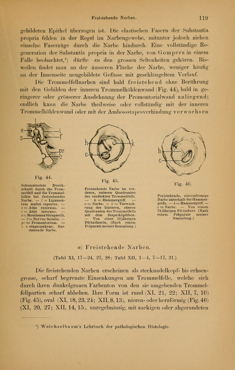 g'cbildeteu E|)itliel überzogen ist. Die eUistiöchen J''asern der Substantia propria feblcn in der Regel im Narbengewebe, mitunter jedoch ziehen einzehie Faserzüge durch die Narbe hindurch. Eine vollständige Re- generation der Substantia propria in der Narbe, von Homperzin einem Falle beobachtet.') dürfte zu den grossen Seltenheiten gehören. Bis- weilen findet man an der äusseren Fläche der Narbe, weniger häufig an der Innenseite neugebildete Gefässe mit geschl.Mngeltcm Verlauf. Die Trommelfellnarben sind bald freistehend ohne Berührung mit den Gebilden der inneren Trommelhöhlenw^and (Fig. 44), bald in ge- ringerer oder grösserer Ausdehnung der Promontorialwand anliegend; endlich kann die Narbe theilweise oder vollständig mit der inneren Trommelhöhlenwand oder mit der Ambossstapesverbindung verwachsen Fig. 44. Schematiscber Durch- schnitt durch das Trom- melfell und die Trommel- höhle bei freistehender Marbe. — l = Ligamen- tum mallei superius. — e = Attic externus. — i = Attic internus. — Ä = Membrana Shrapnelli. — /= Nervus facialis. — pr = Promontorium. — c = eingesunkene, frei- stehende Narbe. Fig. 45. Freistehende Narbe im vor- deren, unteren Quadranten des verdickten Trommelfells. — h = Hammergriff. — c = Narbe. — Je = Verwach- sung des hinteren, oberen Quadranten des Trommelfells mit dem Stape^^köpfchen. — Von einer 70jährigen Pfründnerin. (Nach einem Präparate meiner Sammlung.) Fiff. 46. Freistehende, nierenförmige Narbe unterhalb des Hammer- grifls. ^ h = Hammergriff. — c = Narbe. — Von einem 74jährigen Pfründner. (Nach einem Präparate meiner Sammlung.) a) Freistehende Narben. (Tafel XI, 17-24, 27, 28; Tafel XII, 1—4, 7-17, 21.) Die freistehenden Narben erscheinen als Stecknadelkopf- bis erbsen- grosse, scharf begrenzte Einsenkungen am Trommelfelle, welche sich durch ihren dunkelgrauen Farbenton von den sie umgebenden Trommel- fellpartien scharf abheben. Ihre Form ist rund (XI. 21, 22; XII, 7, 10) (Fig. 45), oval (XL 18, 23. 24; XII, 8,13), nieren- oder herzförmig (Fig. 46) (XI, 20, 27; XII, 14, 15 j. unregelmässig-, mit zackigen oder abgerundeten ') Weichselbaum's Lehrluich der pathologischen Histologie.