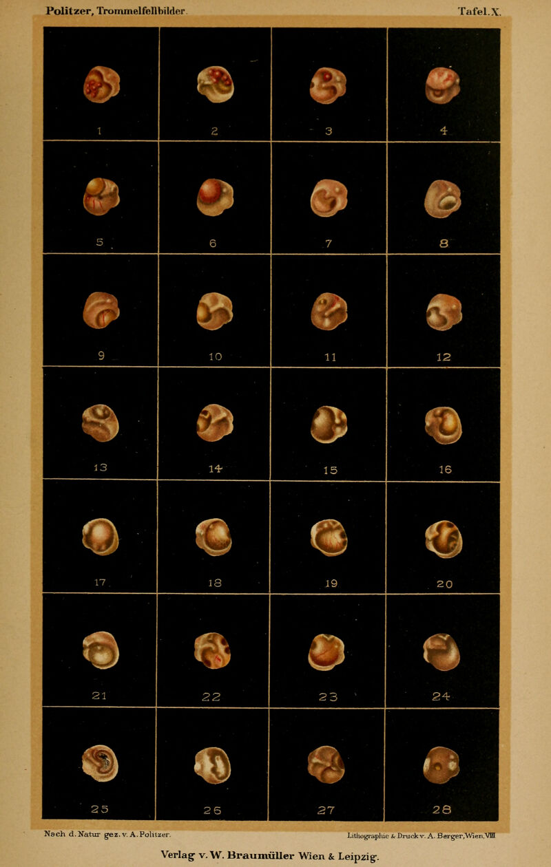 Nach d.Natur gez. V.A.Politzer. Iithograpliie &J>ruckv.A.Berger,\«en.VliI Verlag v. W. Braumüller Wien & Leipzig-.