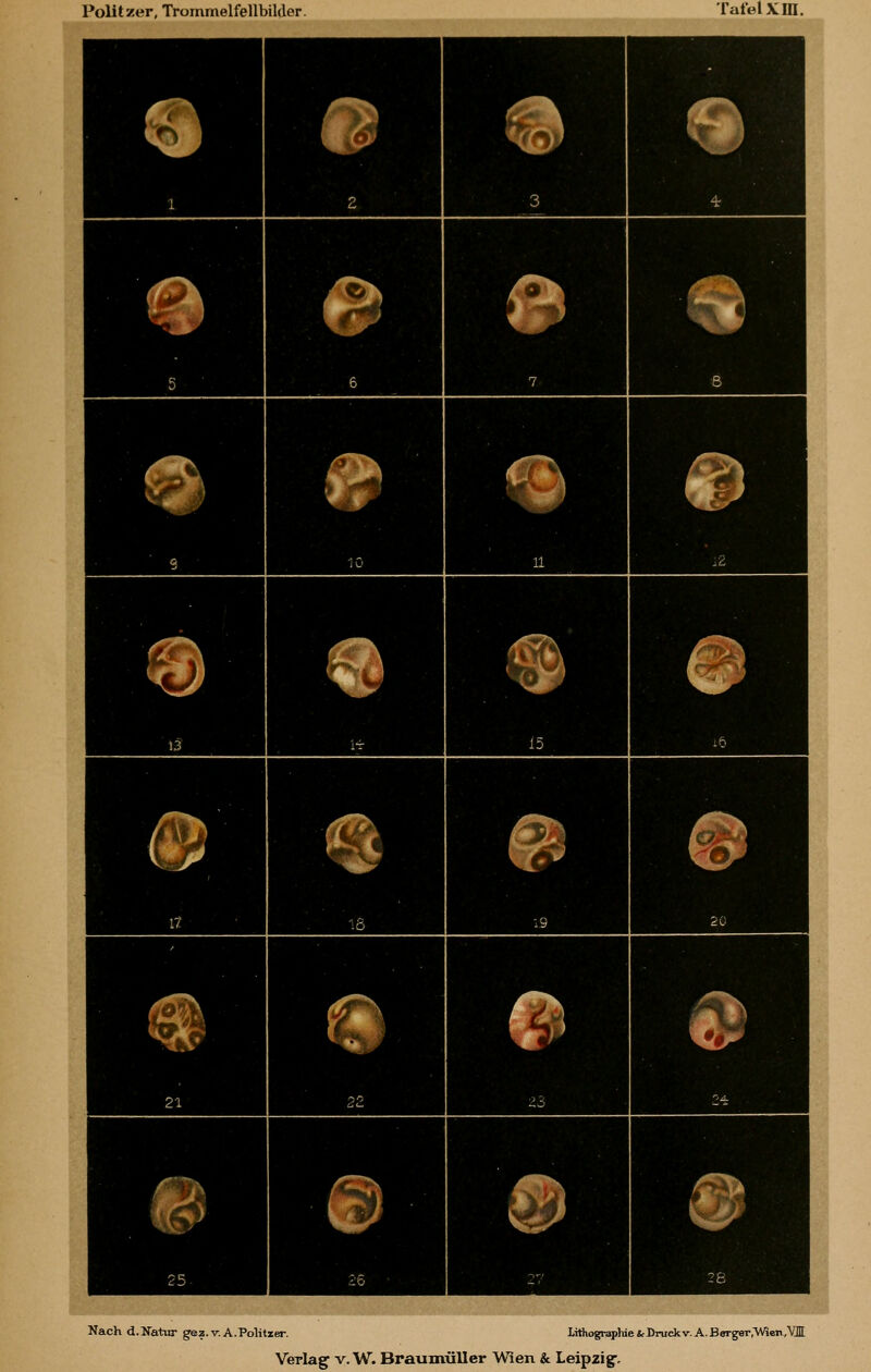 Nach d.Uatur gez. v. A.Politzer. Lithographie &Druckv.A.BergeT,'WJen,'V]l Verlag V.W. Braumüller Wien & Leipzig'.