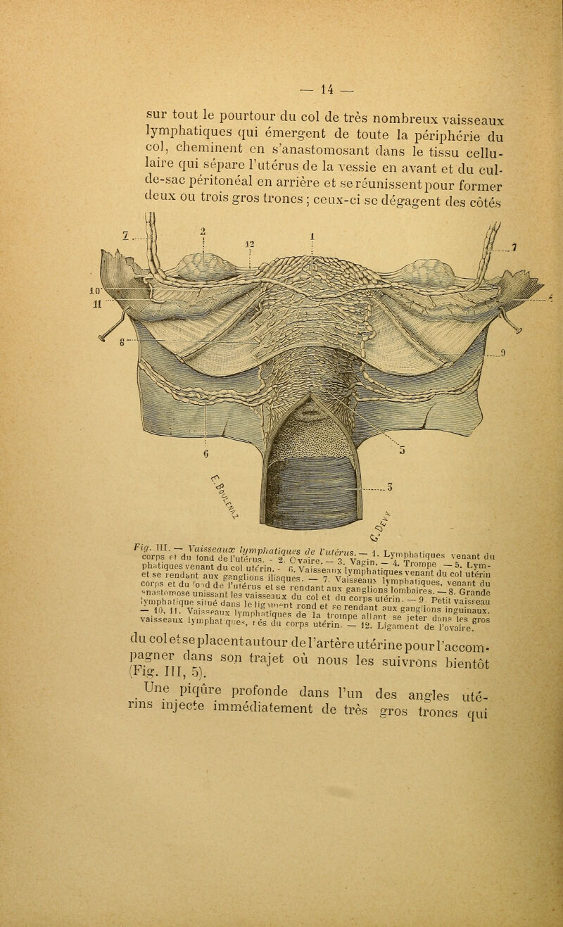 sur tout le pourtour du col de très nombreux vaisseaux lymphatiques qui émergent de toute la périphérie du col, cheminent en s'anastomosant dans le tissu cellu- laire qui sépare l'utérus de la vessie en avant et du cul- de-sac péritonéal en arrière et se réunissent pour former deux ou trois gros troncs ; ceux-ci se dégagent des côtés ^^?^J,.^ du coletseplacentautour de l'artère utérine pour raccom- pagner dans son trajet où nous les suivrons bientôt [rlg. 111, 5). _ Une piqûre profonde dans l'un des angles uté- rins injecte immédiatement de très gros troncs qui