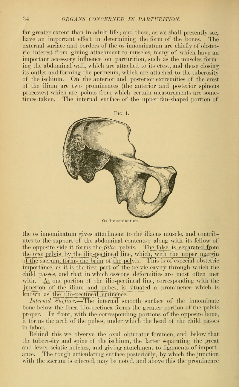 far greater extent than in adult life; and tliese, as we shall presently see, have an important effect in determining the form of the bones. The external surface and borders of the os innominatum are chiefly of obstet- ric interest from giving attachment to nuiscles, many of which have an important accessory influence on parturition, such as the muscles form- ing the abdominal wall, which are attached to its crest, and those closing its outlet and forming the perineum, which are attached to the tuberosity of the ischium. On the anterior and posterior extremities of the crest of the ilium are two prominences (the anterior and posterior spinous processes) which are points from ^vhich certain measurements are some- times taken. The internal surface of the upper fan-shaped portion of Fig. 1. Os Innominatum. the OS innominatum gives attachment to the iliacus muscle, and contrib- utes to the support of the abdominal contents ; along with its fellow of the opposite side it forms the false pelvis. Tlie^dse^is separated from the true pelvis by^thejlio-pectineal line, which, with the upper niargin of the sacrum, forms the brim of the pelvis. This is of especial obstetric importance, as it is the first part of the pelvic cavity through ^^■hich the child passes, and that in which osseous deformities are most often met with. At one portion of the ilio-pectineal line, corresponding with the junction of the ilium and pubes, is situated a prominence which is known as the ilio-pectinea_l_emmence. Infernal Surface.—The internal smooth surfiice of the innominate bone below the linea ilio-pectinea forms the greater portion of the pelvis proper. In front, with the corresponding portions of the opposite bone, it forms the arch of the pubes, under which the head of the child pa.sses in labor. Behind this we observe the oval obturator foramen, and beloAv that the tuberosity and spine of the ischium, the latter separating the great and lesser sciatic notches, and giving attachment to ligaments of imjiort- auce. The rough articulating surface posteriorly, by which the junction with the sacrum is effected, may be noted, and above this the prominence