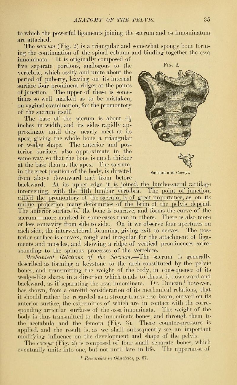 Fig. 2. Sacrum and Coccyx. to which the powerful ligaments joining the sacrum and os innominatum are attached. The sacrum (Fig. 2) is a triangular and somewhat spongy bone form- ing the continuation of the spinal column and binding together the ossa innoniinata. It is originally composed of five separate portions, analogous to the vertebrge, which ossify and unite about the period of puberty, leaving on its internal surface four prominent ridges at the points of junction. The upper of these is .some- times so well marked as to be mistaken, on vaginal examination, for the promontory of the sacrum itself. The base of the sacrum is about 4|- inches in width, and its sides rapidly ap- proximate until they nearly meet at its apex, giving the whole bone a triangular or wedge shape. The anterior and pos- terior surfaces also approximate in the same way, so that the bone is much thicker at the base than at the apex. The sacrum, in the erect position of the body, is directed from above downward and from before backward. At its upper edge it is joined, the lumbo-sacral cartilage intervening, with the fifth lumbar vertebra. Thepoint of junction, ca]y^d_tW promontory of the sacrum, is of great importance, as on its undue projection many deformities of the brim of the pelvis depend. The anterior^rface of the bone is concave, and forms the curve of the sacrum—more marked in some cases than in others. There is also more or less concavity from side to side. On it we observe four apertures on each side, the intervertebral foramina, giving exit to nerv^es. The pos- terior surface is convex, rough and irregular for the attachment of liga- ments and muscles, and showing a ridge of vertical prominences corre- sponding to the spinous processes of the vertebrae. Mechanical Relations of the Sacrum.—The sacrum is generally described as forming a keystone to the arch constituted by the pelvic bones, and transmitting the weight of the body, in consequence of its wedge-like shape, in a direction which tends to thrust it downward and backward, as if separating the ossa innoniinata. Dr. Duncan,^ however, has shown, from a careful consideration of its mechanical relations, that it sliould rather be regarded as a strong transverse beam, curved on its anterior surfiice, the extremities of which are in contact with the corre- sponding articular surfaces of the ossa innoniinata. The weight of the body is thus transmitted to the innominate bones, and through them to the a(;etal)ida and the femora (Fig. '>). There counter-])rcssure is ap]>lied, and the result is, as wo shall subsequently see, an important modifying influence on the development and shape of the pelvis. 'i'lu! (■or.c.jjx (Fig. 2) is comjiosed of four small separate bones, which (!ventually unite into one, but not until late in life. The uppermost of ' lirsrarrJicH in, Ohxtrtricx, p. ()7.