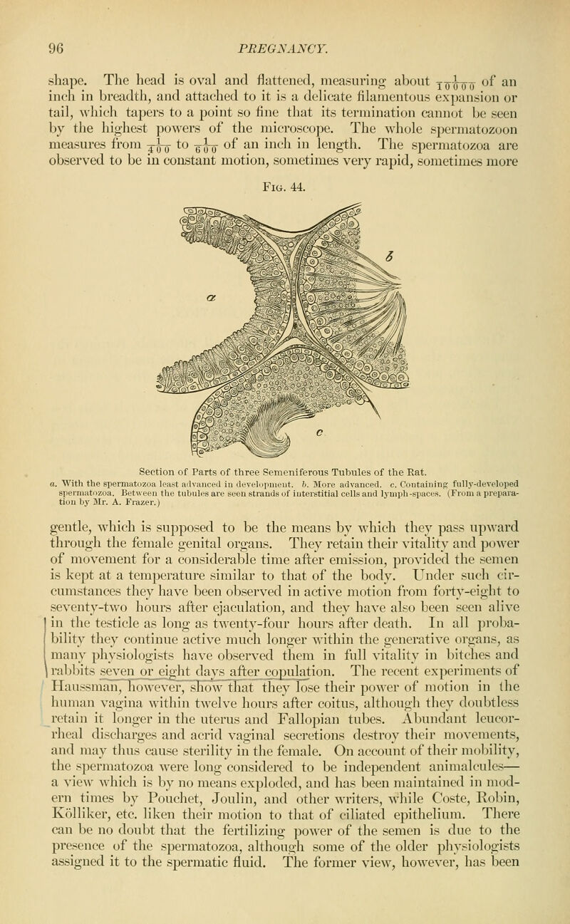 shape. The head is oval and flattened, measuring about j-^jj-^-^j of an inch in breadth, and attached to it is a delicate filamentous expansion or tail, which tapers to a point so fine that its termination cannot be seen by the highest powers of the microscope. The w^hole spermatozoon measures from -^^ to ^J-^- of an inch in length. The spermatozoa are observed to be in constant motion, sometimes very rapid, sometimes more Fig. 44. Section of Parts of three Semeniferous Tubules of the Rat. a. With the spermatozoa least arlvanced in develojuiieiit. h. More advanced, c. Containing fully-developed spermatozoa. Between tlie tubules are seen strands of interstitial cells and lymph-spaces. (From a prepara- tion by Mr. A. Frazer.) gentle, which is supposed to be the means by which they pass upward through the female genital organs. They retain their vitality and poA\'er of movement for a considerable time after emission, provided the semen is kept at a temperature similar to that of the body. Under such cir- cumstances they have been observed in active motion from forty-eight to seventy-two hours after ejaculation, and they have also been seen alive in the testicle as long as twenty-four hours after death. In all proba- bility they continue active much longer within the generative organs, as many physiologists have observed them in full vitality in bitches and I rabbits «eyen or_e^ht daysjifter copiilation. The recent experiments of Haussman, TioweveF, sKow that theyTose their power of motion in the human vagina within twelve hours after coitus, although they doubtless retain it longer in the uterus and Fallopian tubes. Abundant leucor- rheal discharges and acrid vaginal secretions destroy their movements, and may thus cause sterility in the female. On account of their mol)ility, the spermatozoa were long considered to be independent animalcules— a view which is by no means exploded, and has been maintained in mod- ern times by Pouchet, Joulin, and other writers, Avhile Coste, Robin, Kolliker, etc. liken their motion to that of ciliated epithelium. There can be no doubt that the fertilizing power of the semen is due to the presence of the spermatozoa, although some of the older phvsiologists assigned it to the spermatic fluid. The former view, however, has been