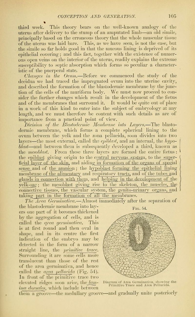third week. This theory bears on the well-known analogy of the uterus after delivery to the stump of an amputated limb—an old simile, principally based on the erroneous theory that the whole muscular tissue of the uterus was laid bare. This, as we have seen, is not the case, but the simile so far holds good in that the mucous lining is deprived of its epithelial covering; and this fact, together with the existence of numer- ous open veins on the interior of the uterus, readily explains the extreme susceptibility to septic absorption which forms so peculiar a character- istic of the puerperal state. Changes in the Ovum.—Before we commenced the study of the decidua we had traced the impregnated ovum into the uterine cavity, and described the formation of the blastodermic membrane by the junc- tion of the cells of the muriform body. We must now proceed to con- sider the further changes which result in the development of the foetus and of the membranes that surround it. It would be quite out of place in a work of this kind to enter into the subject of embryology at any leno;th, and we must therefore be content with such details as are of importance from a practical point of view. Division of the Blastodermic Membrane into Layers.—The blasto- dermic membrane, which forms a complete spherical lining to the ovum between the yelk and the zona pellucicla, soon divides into two layers—the most external, called the epiblast, and an internal, the hypo- blast—and between them is subsequently developed a third, known as the mesoblast. From these three layers are formed the entire foetus: the epiblast giving origin to the central nervous system, to the super- ( ficmlJj^m_sfJi.e»skiii* and aiding in formation of the organs of .,sp£cial sense_and of the amnion; the hypoblast forming the epithelial lining membrane of the alimentflvv and respiratory tracts, and of the tubes and g;lands in connection with them. andHielping in the development of Jhe yelk-sac; the niesoblast^iving rise to the skeleton, the muscles, the connective tissues, tlic va^ilar system, the genito-urinaryorganSj_and taEmg part in the formation oT all_tJie membranes. The Area Germinativa.—Almost immediaTeTy after the separation of the blastodermic membrane into lay- ers one part of it becomes thickened by the aggregation of cells, and is called the area germinativa. This is at first round and then oval in shape, and in its centre the first indication of the embryo may be detected in the form of a narrow straiglit line, the primitive trace. Surnninding it are some cjclls more translucent than those of the rest of the area germinativa, and hence call oil the area pcllimda, (Fig. 54). In ihmt of the primitive tra(;e two elevated ridges soon arise, the_/am- inm dorsales, which in(;lude between them a groove—the medullary groove—and gi-adually unite posteriori}' Diam-Jiin of Aroii Ocrminutiva, sliowinjj the I'riiiiitivc 'rrace and Area I'ellufida.