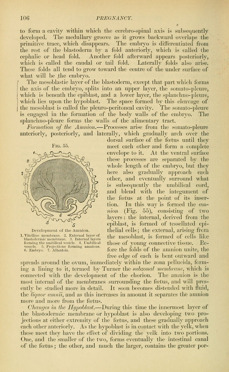Fig. 55. to form a cavity within which the cerebro-spinal axis is subsequently developed. The medullary groove as it grows backward overlaps the primitive trace, which disappears. The embryo is differentiated from the rest of the blastoderm by a fold anteriorly, which is called the cephalic or head fold. Another fold afterward appears posteriorly, which is called the caudal or tail fold. Laterally folds also arise. These folds all tend to grow toward the centre of the under surface of what will be .the embryo. The mesoblastic layer of the blastoderm, except that part which forms the axis of the embryo, splits into an upper layer, the somato-pleure, which is beneath the epiblast, and a lower layer, the splanchno-pleure, which lies upon the hypoblast. The space formed by this cleavage of the mesoblast is called the pleuro-peritoneal cavity. The somato-pleure is engaged in the formation of the body walls of the embryo. The splanchno-pleure forms the walls of the alimentary tract. Formation of the Amnion.—Processes arise from the somato-pleure anteriorly, posteriorly, and laterally, which gradually arch over the dorsal surface of the foetus until they meet each other and form a complete envelope to it. At the ventral surface these processes are separated by the whole length of the embryo, but they here also gradually approach each other, and eventually surround what is subsequently the umbilical cord, and blend with the integument of the foetus at the point of its inser- tion. In this way is formed the am- nion (Fig. 55), consisting of two layers: the internal, derived from the epiblast, is formed of tessellated epi- thelial cells; the external, arising from the mesoblast, is formed of cells like those of young connective tissue. Be- fore the folds of the amnion unite, the free edge of each is bent outward and spreads around the ovum, immediately within the zona pelhicida, form- ing a lining to it, termed by Turner the subzonal membrane, which is connected with the development of the chorion. The amnion is the most internal of the membranes surrounding the foetus, and will pres- ently be studied more in detail. It soon becomes distended with fluid, the liquor amnii, and as tliis increases in amount it separates tli& ajunion more and more from the foetus. Chnnr/es in the Hypoblast.—During this time the innermost layer of the blastodermic membrane or liypoblast is also developing two pro- jections at either extremity of the foetus, and these gradually approach each other anteriorly. As the hypoblast is in contact with the yelk, when these meet they have the effect of dividing the yelk into two portions. One, and the smaller of the two, forms eventually the intestinal canal of the foetus; the other, and much the larger, contains the greater por- Development of the Amnion. 1. Vitelline membrane. 2. External layer of blastodermic membrane. 3. Internal layers foi'ming the nnibilical vesicle. 4. Umbilical vessels. 5. Projections forming amnions. 6. Embryo. 7. Allantois.