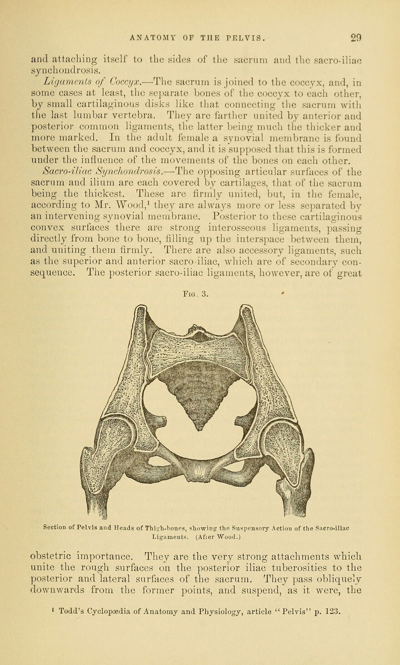 and attacliing itself to the sides of the sacrum and the sacro-iliac synchondrosis. Ligaments of Coccyx.—The sacrum is joined to the coccyx, and, in some cases at least, the separate bones of the coccyx to each other, by small cartilaginous disks like that connecting the sacrum with the last lumbar vertebra. They are farther united by anterior and posterior common ligaments, the latter being much the thicker and more marked. In the adult female a synovial membrane is found between the sacrum and coccyx, and it is supposed tiiat this is formed under the influence of the movements of the bones on each other. Sacro-iliac Synchondrosis.—The opposing articular surfaces of the sacrum and ilium are each covered by cartilages, that of the sacrum being the thickest. These are firmly united, but, in the female, according to Mr. Wood,^ they are always more or less separated by an intervening synovial membrane. Posterior to these cartilaginous convex surfaces there are strong interosseous ligaments, passing directly from bone to bone, filling up the interspace between them, and uniting them firmly. There are also accessory ligaments, such as the superior and anterior sacro iliac, which are of secondary con- sequence. The posterior sacro-iliac ligaments, however, are of great Fig, 3. Section of Pelvis and Heads of Thish-bones, showing the Suspensory Action of the Sacro-iliac Ligaments. (After Wood.) obstetric importance. They are the very strong attachments which unite the rough surfaces on the posterior iliac tuberosities to the posterior and lateral surfaces of the sacrum. They pass obliquely downwards from the former points, and suspend, as it were, the ' Todd's Cyclopaedia of Anatomy and Physiology, article  Pelvis p. 123.