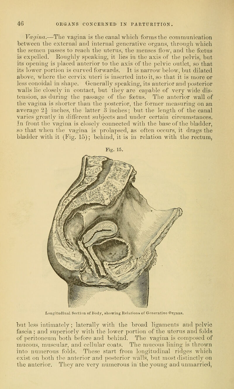 Vagina.—The vagina is the canal wliicli forms the communication between the external and internal generative organs, through which the semen passes to reach the uterus, the menses flow, and the foetus is expelled. Koughly speaking, it lies in the axis of the pelvis, but its opening is placed anterior to the axis of the pelvic outlet, so that its lower portion is carved forwards. It is narrow below, but dilated above, where the cervix uteri is inserted into it, so that it is more or less conoidal in shape. Generally speaking, its anterior and posterior walls lie closely in contact, but they are capable of very wide dis- tension, as during the passage of the foetus. The anterior wall of the vagina is shorter than the posterior, the former measuring on an average 2|- inches, the latter 3 inches; but the length of the canal varies greatly in dilYerent subjects and under certain circumstances. In front the vagina is closely connected Avith the base of the bladder, so that when tlie vagina is prolapsed, as often occurs, it drags the bladder with it (Fig. 15); behind, it is in relation with the rectum, Fig. 15. Longitudinal Section of Body, showing Relations of Generative Organs. but less intimately; laterally with the broad ligaments and pelvic fascia ; and superiorly with the lower portion of the uterus and folds of peritoneum both before and behind. The vagina is composed of mucous, muscular, and cellular coats. The mucous lining is thrown into numerous folds. These start from longitudinal ridges which exist on both the anterior and posterior walls, but most distinctly on the anterior. They are very numerous in the young and unmarried,