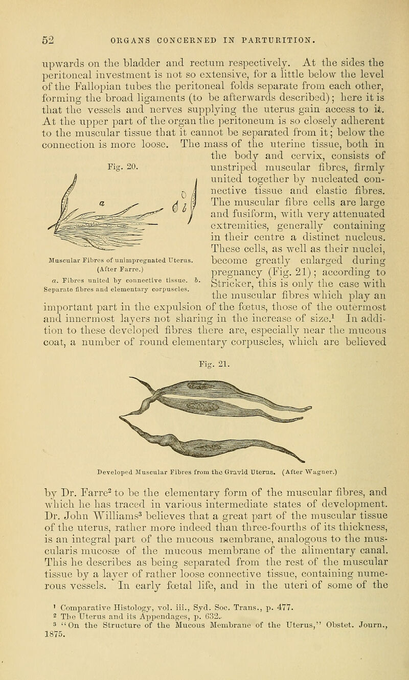 upwards on the bladder and rectum respectively. At the sides the peritoneal investment is not so extensive, for a little below the level of the Fallopian tubes the peritoneal folds separate from each other, forming the broad ligaments (to be afterwards described); here it is that the vessels and nerves supplying the uterus gain access to it. At the upper part of the organ the ]'.)eritoneum is so closely adherent to the muscular tissue that it cannot be separated from it; below the connection is more loose. The mass of the uterine tissue, both in the body and cervix, consists of unstriped muscular fibres, firmly united together by nucleated con- nective tissue and elastic fibres. The muscular fibre cells are large and fusiform, with very attenuated extremities, generally containing in their centre a distinct nucleus. These cells, as well as their nuclei, become greatly enlarged during pregnancy (Fig. 21); according to Strieker, this is only the case with the muscular fibres which play an important part in the expulsion of the foetus, those of the outermost and innermost layers not sharing in the increase of size.^ In addi- tion to these developed fibres there are, especially near the mucous coat, a number of round elementary corpuscles, which are believed Muscular Fibres of unimpregnated Uterus. (After Jarre.) a. Pibres united by connective tissue. 6 Separate fibres and elementary corpuscles. Fig. 21. Developed Muscular Fibres from tbo Gravid Uterus. (After Wagner.) by Dr. Farre^ to be the elementary form of the muscular fibres, and Avhich he has traced in various intermediate states of development. Dr. John Williams^ believes that a great part of the muscular tissue of the uterus, rather more indeed than three-fourths of its thickness, is an integral part of the mucous membrane, analogous to the mus- cularis mucosje of the mucous membrane of the alimentary canal. This he describes as being separated from the rest of the muscular tissue by a layer of rather loose connective tissue, containing nume- rous vessels. In early foetal life, and in the uteri of some of the ' Comparative Histology, vol. Hi., Syd. See. Trans., p. 477. 2 The Uterus and its Appendages, p. 632.. 3 On the Structure of the Mucous Membrane of the Uterus, Obstet. Journ., 1875.