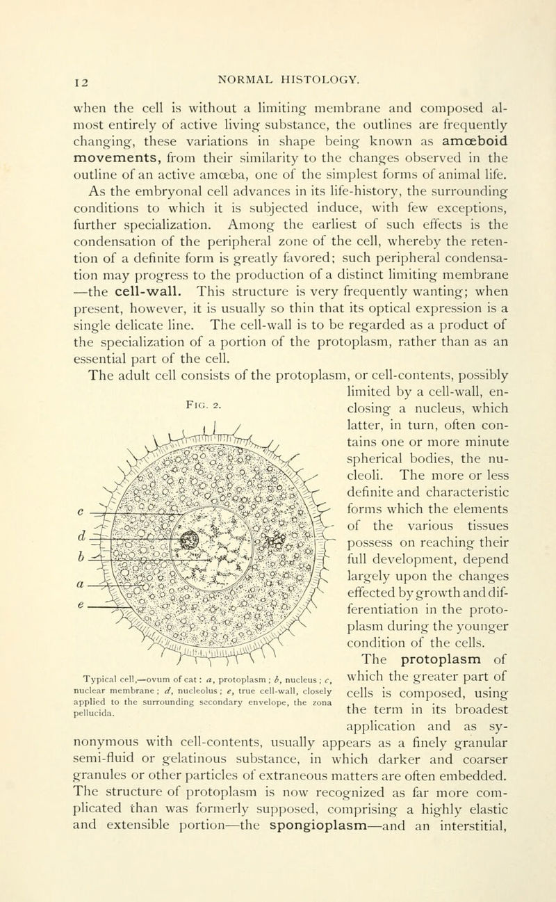 Fig. 2. when the cell is without a limiting membrane and composed al- most entirely of active living substance, the outlines are frequently changing, these variations in shape being known as amoeboid movements, from their similarity to the changes observed in the outline of an active amoeba, one of the simplest forms of animal life. As the embryonal cell advances in its life-history, the surrounding conditions to which it is subjected induce, with few exceptions, further specialization. Among the earliest of such effects is the condensation of the peripheral zone of the cell, whereby the reten- tion of a definite form is greatly favored; such peripheral condensa- tion may progress to the production of a distinct limiting membrane —the cell-wall. This structure is very frequently wanting; when present, however, it is usually so thin that its optical expression is a single delicate line. The cell-wall is to be regarded as a product of the specialization of a portion of the protoplasm, rather than as an essential part of the cell. The adult cell consists of the protoplasm, or cell-contents, possibly limited by a cell-wall, en- closing a nucleus, which latter, in turn, often con- tains one or more minute spherical bodies, the nu- cleoli. The more or less definite and characteristic forms which the elements of the various tissues possess on reaching their full development, depend largely upon the changes effected by growth and dif- ferentiation in the proto- plasm during the younger condition of the cells. The protoplasm of which the greater part of cells is composed, using the term in its broadest application and as sy- nonymous with cell-contents, usually appears as a finely granular semi-fluid or gelatinous substance, in which darker and coarser granules or other particles of extraneous matters are often embedded. The structure of protoplasm is now recognized as far more com- plicated than was formerly supposed, comprising a highly elastic and extensible portion—the spongioplasm—and an interstitial, Typical cell,—ovum of cat: a, protoplasm ; i, nucleus ; c, nuclear membrane ; d, nucleolus ; e, true cell-wall, closely applied to the surrounding secondary envelope, the zona pellucida.