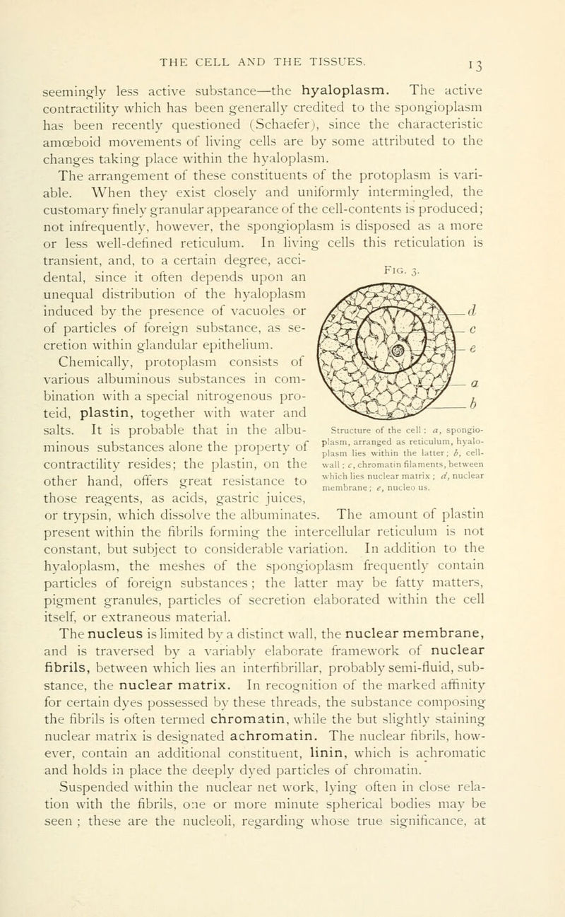 seemingly less active substance—the hyaloplasm. The active contractility which has been generally credited to the spongioplasm has been recently questioned (Schaefer), since the characteristic amoeboid movements of living cells are by some attributed to the changes taking place within the hyaloplasm. The arrangement of these constituents of the protoplasm is vari- able. When they exist closely and uniformly intermingled, the customary finely granular appearance of the cell-contents is produced; not infrequently, however, the spongioplasm is disposed as a more or less well-defined reticulum. In living cells this reticulation is transient, and, to a certain degree, acci- dental, since it often depends upon an unequal distribution of the hyaloplasm induced by the presence of vacuoles or of particles of foreign substance, as se- cretion within glandular epithelium. Chemically, protoplasm consists of various albuminous substances in com- bination with a special nitrogenous pro- teid, plastin, together with water and SaltS. It is probable that in the albu- Structure of the cell : a, spongio- id . 1 it- r plasm, arranged as reticulum, hyalo- minous substances alone the property of v, ',. °Jr. ,, . „ * \ ,, r 1 J plasm lies within the latter; b, cell- COntraCtilitV resides; the plastin, On the wall; <:, chromatin filaments, between other hand, offers great resistance to Whiles nuclear matrix: *, nuclear e> membrane; e, nucleo us. those reagents, as acids, gastric juices, or trypsin, which dissolve the albuminates. The amount of plastin present within the fibrils forming the intercellular reticulum is not constant, but subject to considerable variation. In addition to the hyaloplasm, the meshes of the spongioplasm frequently contain particles of foreign substances ; the latter may be fatty matters, pigment granules, particles of secretion elaborated within the cell itself, or extraneous material. The nucleus is limited by a distinct wall, the nuclear membrane, and is traversed by a variably elaborate framework of nuclear fibrils, between which lies an interfibrillar, probably semi-fluid, sub- stance, the nuclear matrix. In recognition of the marked affinity for certain dyes possessed by these threads, the substance composing the fibrils is often termed chromatin, while the but slightly staining nuclear matrix is designated achromatin. The nuclear fibrils, how- ever, contain an additional constituent, linin, which is achromatic and holds in place the deeply dyed particles of chromatin. Suspended within the nuclear net work, lying often in close rela- tion with the fibrils, one or more minute spherical bodies may be seen ; these are the nucleoli, regarding whose true significance, at