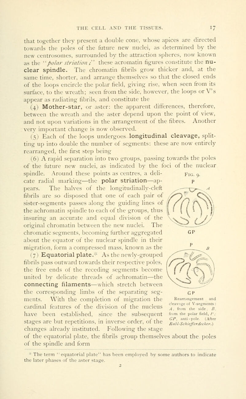 that together they present a double cone, whose apices are directed towards the poles of the future new nuclei, as determined by the new centrosomes, surrounded by the attraction spheres, now known as the polar striation ,• these acromatin figures constitute the nu- clear spindle. The chromatin fibrils grow thicker and, at the same time, shorter, and arrange themselves so that the closed ends of the loops encircle the polar field, giving rise, when seen from its surface, to the wreath; seen from the side, however, the loops or V's appear as radiating fibrils, and constitute the (4) Mother-star, or aster: the apparent differences, therefore, between the wreath and the aster depend upon the point of view, and not upon variations in the arrangement of the fibres. Another very important change is now observed. (5) Each of the loops undergoes longitudinal cleavage, split- ting up into double the number of segments: these are now entirely rearranged, the first step being (6) A rapid separation into two groups, passing towards the poles of the future new nuclei, as indicated by the foci of the nuclear spindle. Around these points as centres, a deli- fig. 9. cate radial marking—the polar striation—ap- p pears. The halves of the longitudinally-cleft ^- ?~j—-. ^ fibrils are so disposed that one of each pair of //*) _.„_ C/V\ sister-segments passes along the guiding lines of f /( / f\ \\ the achromatin spindle to each of the groups, thus insuring an accurate and equal division of the original chromatin between the new nuclei. The chromatic segments, becoming further aggregated about the equator of the nuclear spindle in their migration, form a compressed mass, known as the (7) Equatorial plate.* As the newly-grouped fibrils pass outward towards their respective poles, the free ends of the receding segments become united by delicate threads of achromatin—the connecting filaments—which stretch between the corresponding limbs of the separating seg- q p ments. With the completion of migration the Rearrangement and cardinal features of the division of the nucleus afr0m°the ^fdT^' have been established, since the subsequent from the polar field,/\- stages are but repetitions, in inverse order, of the Rabi^L&rdecter* changes already instituted. Following the stage of the equatorial plate, the fibrils group themselves about the poles of the spindle and form * The term '' equatorial plate has been employed by some authors to indicate the later phases of the aster stage.