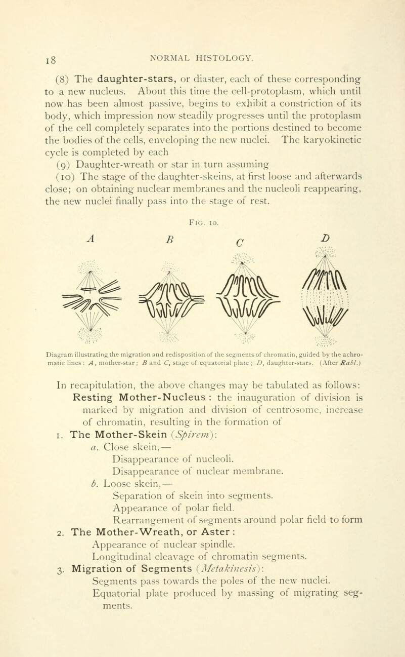 (8) The daughter-stars, or diaster, each of these corresponding to a new nucleus. About this time the cell-protoplasm, which until now has been almost passive, begins to exhibit a constriction of its body, which impression now steadily progresses until the protoplasm of the cell completely separates into the portions destined to become the bodies of the cells, enveloping the new nuclei. The karyokinetic cycle is completed by each (9) Daughter-wreath or star in turn assuming (10) The stage of the daughter-skeins, at first loose and afterwards close; on obtaining nuclear membranes and the nucleoli reappearing, the new nuclei finally pass into the stage of rest. Fig. 10. B D Diagram illustrating the migration and redisposition of the segments of chromatin, guided by the achro- matic lines : A , mother-star ; B and C, stage of equatorial plate ; D, daughter-stars. (After Rabl.) In recapitulation, the above changes may be tabulated as follows: Resting Mother-Nucleus : the inauguration of division is marked by migration and division of centrosome, increase of chromatin, resulting in the formation of 1. The Mother-Skein (Spirem): a. Close skein,— Disappearance of nucleoli. Disappearance of nuclear membrane. b. Loose skein,— Separation of skein into segments. Appearance of polar field. Rearrangement of segments around polar field to form 2. The Mother-Wreath, or Aster: Appearance of nuclear spindle. Longitudinal cleavage of chromatin segments. 3. Migration of Segments (Metakinesis): Segments pass towards the poles of the new nuclei. Equatorial plate produced by massing of migrating seg- ments.