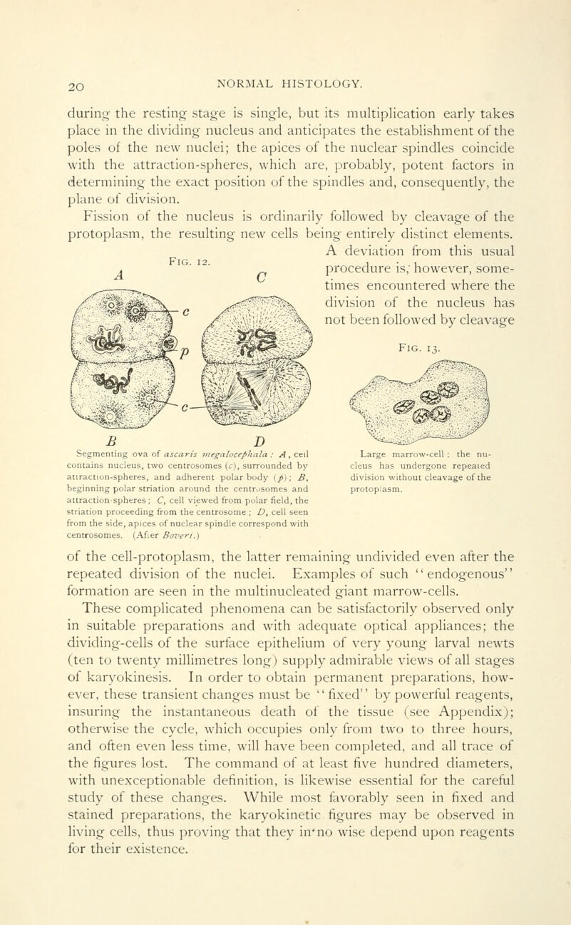 during the resting stage is single, but its multiplication early takes place in the dividing nucleus and anticipates the establishment of the poles of the new nuclei; the apices of the nuclear spindles coincide with the attraction-spheres, which are, probably, potent factors in determining the exact position of the spindles and, consequently, the plane of division. Fission of the nucleus is ordinarily followed by cleavage of the protoplasm, the resulting new cells being entirely distinct elements. A deviation from this usual procedure is; however, some- times encountered where the division of the nucleus has not been followed by cleavage Fig. 13. Fig. 12. Segmenting ova of ascaris megalocephala : A , cell Large marrow-cell : the nu- contains nucleus, two centrosomes (c), surrounded by cleus has undergone repealed attraction-spheres, and adherent polar body (p)\ B, division without cleavage of the beginning polar striation around the centrosomes and protoplasm, attraction-spheres; C, cell viewed from polar field, the striation proceeding from the centrosome ; D, cell seen from the side, apices of nuclear spindle correspond with centrosomes. (Afier Boveri.) of the cell-protoplasm, the latter remaining undivided even after the repeated division of the nuclei. Examples of such '' endogenous'' formation are seen in the multinucleated giant marrow-cells. These complicated phenomena can be satisfactorily observed only in suitable preparations and with adequate optical appliances; the dividing-cells of the surface epithelium of very young larval newts (ten to twenty millimetres long) supply admirable views of all stages of karyokinesis. In order to obtain permanent preparations, how- ever, these transient changes must be '' fixed'' by powerful reagents, insuring the instantaneous death of the tissue (see Appendix); otherwise the cycle, which occupies only from two to three hours, and often even less time, will have been completed, and all trace of the figures lost. The command of at least five hundred diameters, with unexceptionable definition, is likewise essential for the careful study of these changes. While most favorably seen in fixed and stained preparations, the karyokinetic figures may be observed in living cells, thus proving that they in* no wise depend upon reagents for their existence.
