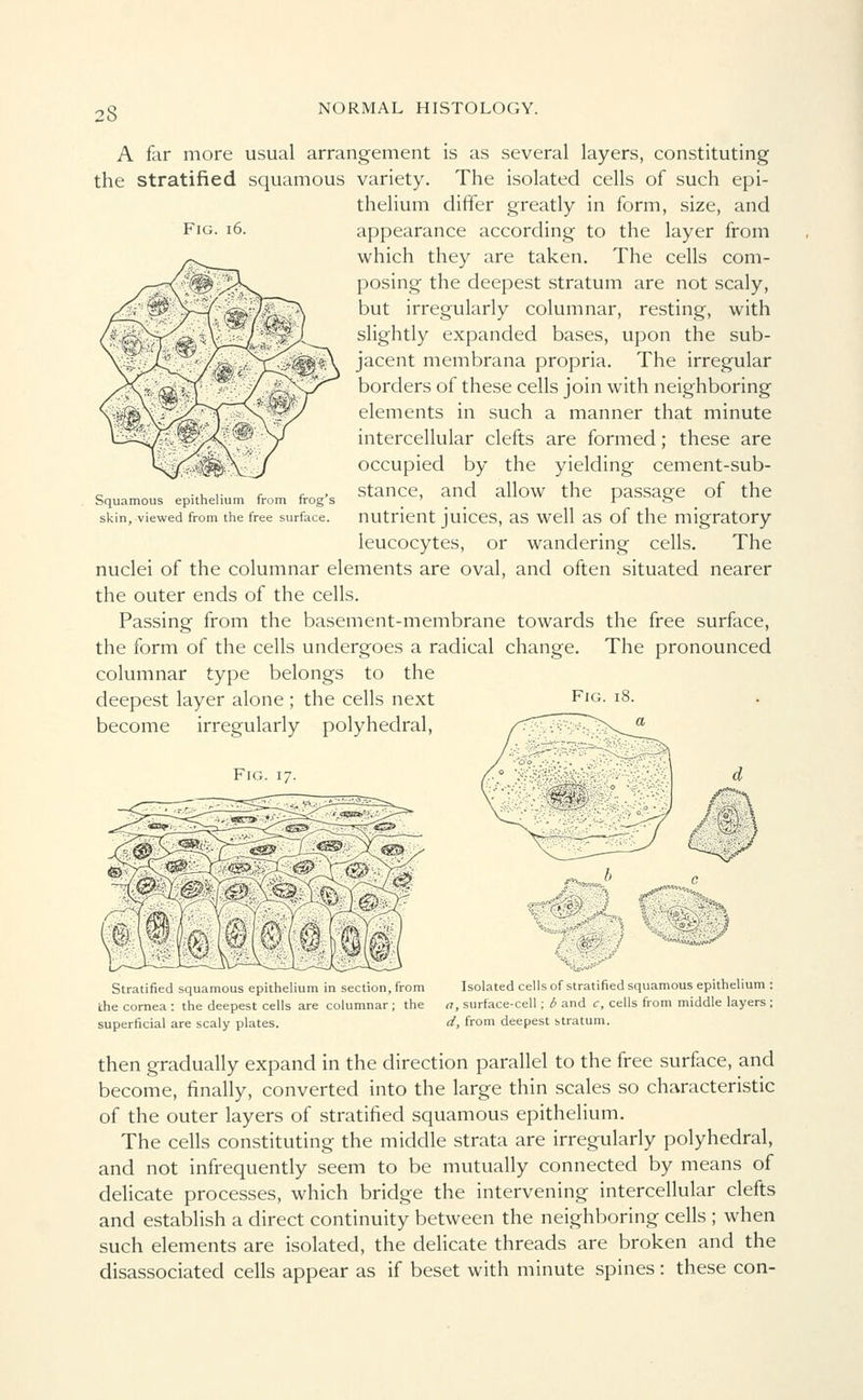Fig. 16. A far more usual arrangement is as several layers, constituting the stratified squamous variety. The isolated cells of such epi- thelium differ greatly in form, size, and appearance according to the layer from which they are taken. The cells com- posing the deepest stratum are not scaly, but irregularly columnar, resting, with slightly expanded bases, upon the sub- jacent membrana propria. The irregular borders of these cells join with neighboring elements in such a manner that minute intercellular clefts are formed; these are occupied by the yielding cement-sub- stance, and allow the passage of the nutrient juices, as well as of the migratory leucocytes, or wandering cells. The nuclei of the columnar elements are oval, and often situated nearer the outer ends of the cells. Passing from the basement-membrane towards the free surface, the form of the cells undergoes a radical change. The pronounced columnar type belongs to the deepest layer alone ; the cells next FlG- l8- become irregularly polyhedral, Fig. 17. Squamous epithelium from frog's skin, viewed from the free surface. Stratified squamous epithelium in section, from the cornea : the deepest cells are columnar ; the superficial are scaly plates. Isolated cells of stratified squamous epithelium : a, surface-cell; b and c, cells from middle layers ; d, from deepest stratum. then gradually expand in the direction parallel to the free surface, and become, finally, converted into the large thin scales so characteristic of the outer layers of stratified squamous epithelium. The cells constituting the middle strata are irregularly polyhedral, and not infrequently seem to be mutually connected by means of delicate processes, which bridge the intervening intercellular clefts and establish a direct continuity between the neighboring cells ; when such elements are isolated, the delicate threads are broken and the disassociated cells appear as if beset with minute spines: these con-