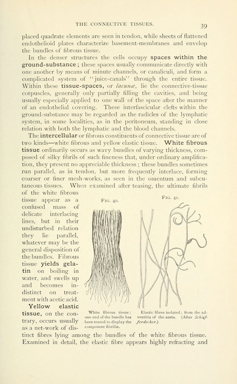 placed quadrate elements are seen in tendon, while sheets of flattened endothelioid plates characterize basement-membranes and envelop the bundles of fibrous tissue. In the denser structures the cells occupy spaces within the ground-substance ; these spaces usually communicate directly with one another by means of minute channels, or canaliculi, and form a complicated system of juice-canals through the entire tissue. Within these tissue-spaces, or lacun<z, lie the connective-tissue corpuscles, generally only partially filling the cavities, and being usually especially applied to one wall of the space after the manner of an endothelial covering. These interfascicular clefts within the ground-substance may be regarded as the radicles of the lymphatic system, in some localities, as in the peritoneum, standing in close relation with both the lymphatic and the blood channels. The intercellular or fibrous constituents of connective tissue are of two kinds—white fibrous and yellow elastic tissue. White fibrous tissue ordinarily occurs as wavy bundles of varying thickness, com- posed of silky fibrils of such fineness that, under ordinary amplifica- tion, they present no appreciable thickness ; these bundles sometimes run parallel, as in tendon, but more frequently interlace, forming coarser or finer mesh-works, as seen in the omentum and subcu- taneous tissues. When examined after teasing, the ultimate fibrils of the white fibrous tissue appear as a Fig — confused mass of delicate interlacing lines, but in their undisturbed relation they lie parallel, whatever may be the general disposition of the bundles. Fibrous tissue yields gela- tin on boiling in water, and swells up and becomes in- distinct on treat- ment with acetic acid. Yellow elastic tissue, on the con- trary, occurs usually as a net-work of dis- tinct fibres lying among the bundles of the white fibrous tissue. Examined in detail, the elastic fibre appears highly refracting and White fibrous tissue : one end of the bundle has been teased to display the component fibrillae. Elastic fibres isolated ; from the ad- ventitia of the aorta. (After Schief- ferdecker.)