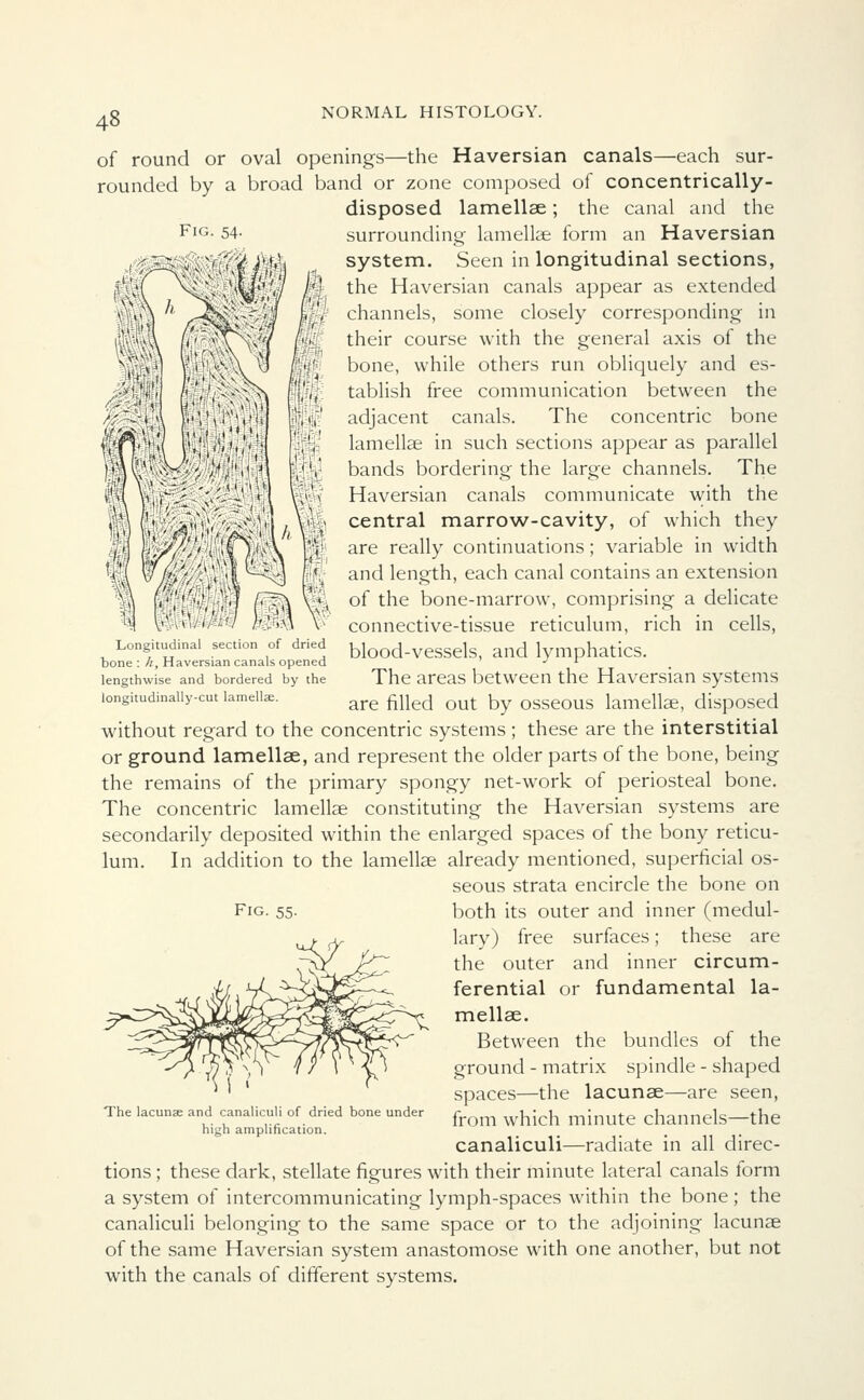 Fig of round or oval openings—the Haversian canals—each sur- rounded by a broad band or zone composed of concentrically- disposed lamellae; the canal and the surrounding lamellae form an Haversian system. Seen in longitudinal sections, the Haversian canals appear as extended channels, some closely corresponding in their course with the general axis of the bone, while others run obliquely and es- tablish free communication between the adjacent canals. The concentric bone lamellae in such sections appear as parallel bands bordering the large channels. The Haversian canals communicate with the central marrow-cavity, of which they are really continuations ; variable in width and length, each canal contains an extension of the bone-marrow, comprising a delicate connective-tissue reticulum, rich in cells, blood-vessels, and lymphatics. The areas between the Haversian systems are filled out by osseous lamellae, disposed without regard to the concentric systems; these are the interstitial or ground lamellae, and represent the older parts of the bone, being the remains of the primary spongy net-work of periosteal bone. The concentric lamellae constituting the Haversian systems are secondarily deposited within the enlarged spaces of the bony reticu- lum. In addition to the lamellae already mentioned, superficial os- seous strata encircle the bone on Fig. 55. both its outer and inner (medul- lary) free surfaces; these are the outer and inner circum- ferential or fundamental la- mellae. Between the bundles of the ground - matrix spindle - shaped spaces—the lacunae—are seen, from which minute channels—the canaliculi—radiate in all direc- tions ; these dark, stellate figures with their minute lateral canals form a system of intercommunicating lymph-spaces within the bone ; the canaliculi belonging to the same space or to the adjoining lacunae of the same Haversian system anastomose with one another, but not with the canals of different systems. Longitudinal section of dried bone : h, Haversian canals opened lengthwise and bordered by the longitudinally-cut lamellae. The lacuna? and canaliculi of dried bone under high amplification.