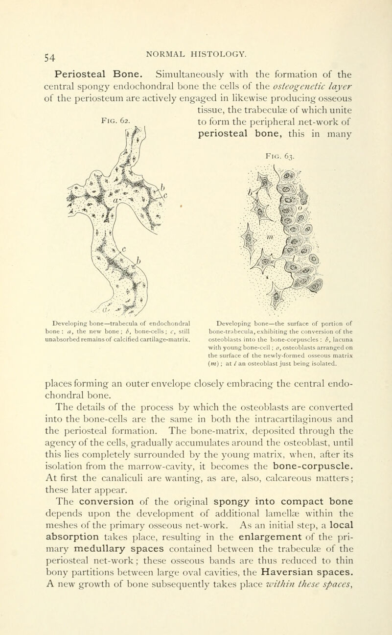 Periosteal Bone. Simultaneously with the formation of the central spongy endochondral bone the cells of the osteogenetic layer of the periosteum are actively engaged in likewise producing osseous tissue, the trabeculae of which unite to form the peripheral net-work of periosteal bone, this in many Fig. 63. Developing bone—trabecula of endochondral bone: a, the new bone; 6, bone-cells; c, still unabsorbed remains of calcified cartilage-matrix. Developing bone—the surface of portion of bone-trabecula, exhibiting the conversion of the osteoblasts into the bone-corpuscles : b, lacuna with young bone-cell; o, osteoblasts arranged on the surface of the newly-formed osseous matrix (m); at / an osteoblast just being isolated. places forming an outer envelope closely embracing the central endo- chondral bone. The details of the process by which the osteoblasts are converted into the bone-cells are the same in both the intracartilaginous and the periosteal formation. The bone-matrix, deposited through the agency of the cells, gradually accumulates around the osteoblast, until this lies completely surrounded by the young matrix, when, after its isolation from the marrow-cavity, it becomes the bone-corpuscle. At first the canaliculi are wanting, as are, also, calcareous matters ; these later appear. The conversion of the original spongy into compact bone depends upon the development of additional lamellae within the meshes of the primary osseous net-work. As an initial step, a local absorption takes place, resulting in the enlargement of the pri- mary medullary spaces contained between the trabecular of the periosteal net-work; these osseous bands are thus reduced to thin bony partitions between large oval cavities, the Haversian spaces. A new growth of bone subsequently takes place within these spaces,