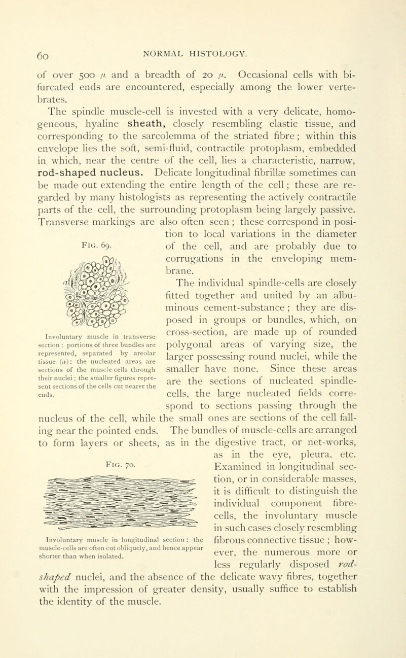 Fig. 69. of over 500 [i and a breadth of 20 p.. Occasional cells with bi- furcated ends are encountered, especially among the lower verte- brates. The spindle muscle-cell is invested with a very delicate, homo- geneous, hyaline sheath, closely resembling elastic tissue, and corresponding to the sarcolemma of the striated fibre; within this envelope lies the soft, semi-fluid, contractile protoplasm, embedded in which, near the centre of the cell, lies a characteristic, narrow, rod-shaped nucleus. Delicate longitudinal fibrillae sometimes can be made out extending the entire length of the cell; these are re- garded by many histologists as representing the actively contractile parts of the cell, the surrounding protoplasm being largely passive. Transverse markings are also often seen ; these correspond in posi- tion to local variations in the diameter of the cell, and are probably due to corrugations in the enveloping mem- brane. The individual spindle-cells are closely fitted together and united by an albu- minous cement-substance ; they are dis- posed in groups or bundles, which, on cross-section, are made up of rounded polygonal areas of varying size, the larger possessing round nuclei, while the smaller have none. Since these areas are the sections of nucleated spindle- cells, the large nucleated fields corre- spond to sections passing through the nucleus of the cell, while the small ones are sections of the cell fall- ing near the pointed ends. The bundles of muscle-cells are arranged to form layers or sheets, as in the digestive tract, or net-works, as in the eye, pleura, etc. FlG- 7o. Examined in longitudinal sec- tion, or in considerable masses, it is difficult to distinguish the individual component fibre- cells, the involuntary muscle in such cases closely resembling Involuntary muscle in longitudinal section : the fibrOUS Connective tlSSUe ; how- muscle-cells are often cut obliquely, and hence appear .1 the numerous more or Involuntary muscle in transverse section : portions of three bundles are represented, separated by areolar tissue (a): the nucleated areas are sections of the muscle-cells through their nuclei; the smaller figures repre- sent sections of the cells cut nearer the ends. shorter than when isolated. ever, less regularly disposed rod- shaped nuclei, and the absence of the delicate wavy fibres, together with the impression of greater density, usually suffice to establish the identity of the muscle.