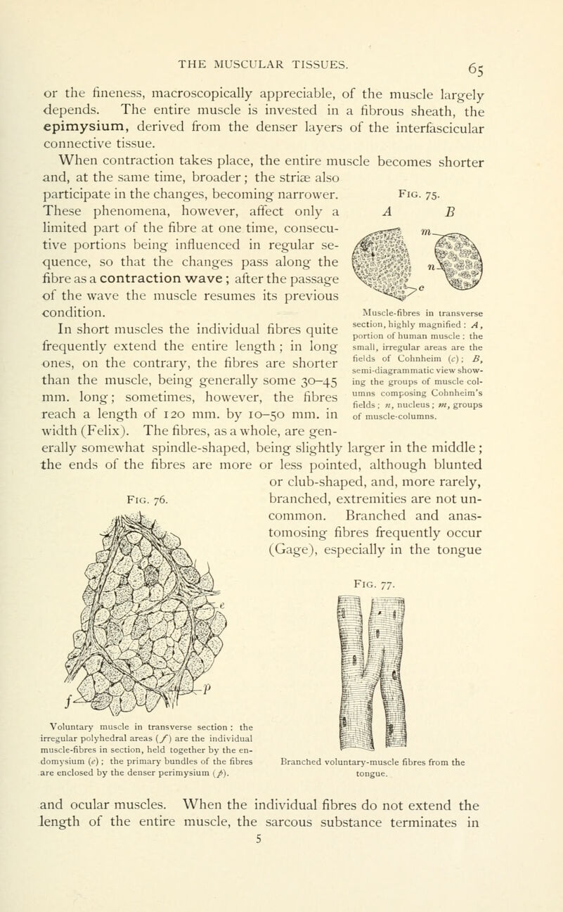 or the fineness, macroscopically appreciable, of the muscle largely depends. The entire muscle is invested in a fibrous sheath, the epimysium, derived from the denser layers of the interfascicular connective tissue. When contraction takes place, the entire muscle becomes shorter and, at the same time, broader; the striae also participate in the changes, becoming narrower. Fig. 75. These phenomena, however, affect only a A B limited part of the fibre at one time, consecu- tive portions being influenced in regular se- quence, so that the changes pass along the fibre as a contraction wave; after the passage of the wave the muscle resumes its previous condition. In short muscles the individual fibres quite frequently extend the entire length ; in long ones, on the contrary, the fibres are shorter than the muscle, being generally some 30-45 mm. long; sometimes, however, the fibres reach a length of 120 mm. by 10—50 mm. in width (Felix). The fibres, as a whole, are gen- erally somewhat spindle-shaped, being slightly larger in the middle ; the ends of the fibres are more or less pointed, although blunted or club-shaped, and, more rarely, Muscle-fibres in transverse section, highly magnified : A, portion of human muscle : the small, irregular areas are the fields of Cohnheim (c); B, semi-diagrammatic view show- ing the groups of muscle col- umns composing Cohnheim's fields ; n, nucleus ; m, groups of muscle-columns. Fig. 76. branched, extremities are not un- common. Branched and anas- tomosing fibres frequently occur (Gage), especially in the tongue Fig. 77. Voluntary muscle in transverse section : the irregular polyhedral areas (_/) are the individual muscle-fibres in section, held together by the en- domysium (t>) ; the primary bundles of the fibres are enclosed by the denser perimysium (/). Branched voluntary-muscle fibres from the tongue. and ocular muscles. When the individual fibres do not extend the length of the entire muscle, the sarcous substance terminates in 5