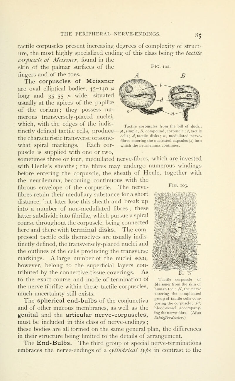 Fig. 102. Tactile corpuscles from the bill of duck: A , simple, B, compound, corpuscle ; t, tactile cells; d, tactile disks; n, medullated nerve- fibres entering the nucleated capsules (s) into which the neurilemma continues. Fig. 103. THE PERIPHERAL NERVE-ENDINGS. gC tactile corpuscles present increasing degrees of complexity of struct- ure, the most highly specialized ending of this class being the tactile corpuscle of Meissner, found in the skin of the palmar surfaces of the fingers and of the toes. The corpuscles of Meissner are oval elliptical bodies, 45-140 /* long and 35-55 1* wide, situated usually at the apices of the papillae of the corium; they possess nu- merous transversely-placed nuclei, which, with the edges of the indis- tinctly defined tactile cells, produce the characteristic transverse or some- what spiral markings. Each cor- puscle is supplied with one or two, sometimes three or four, medullated nerve-fibres, which are invested with Henle's sheaths; the fibres may undergo numerous windings before entering the corpuscle, the sheath of Henle, together with the neurilemma, becoming continuous with the fibrous envelope of the corpuscle. The nerve- fibres retain their medullary substance for a short distance, but later lose this sheath and break up into a number of non-medullated fibres ; these latter subdivide into fibrillae, which pursue a spiral course throughout the corpuscle, being connected here and there with terminal disks. The com- pressed tactile cells themselves are usually indis- tinctly defined, the transversely-placed nuclei and the outlines of the cells producing the transverse markings. A large number of the nuclei seen, however, belong to the superficial layers con- tributed by the connective-tissue coverings. As to the exact course and mode of termination of the nerve-fibrillae within these tactile corpuscles, much uncertainty still exists. The spherical end-bulbs of the conjunctiva and of other mucous membranes, as well as the genital and the articular nerve-corpuscles, must be included in this class of nerve-endings ; these bodies are all formed on the same general plan, the differences in their structure being limited to the details of arrangement. The End-Bulbs. The third group of special nerve-terminations embraces the nerve-endings of a cylindrical type in contrast to the ,) [y^$k\ Bl N Tactile corpuscle of Meissner from the skin of human toe : N, the nerve entering the complicated group of tactile cells com- posing the corpuscle; Bl, blood-vessel accompany- ing the nerve-fibre. (After Sch ieffe rdecke r.)