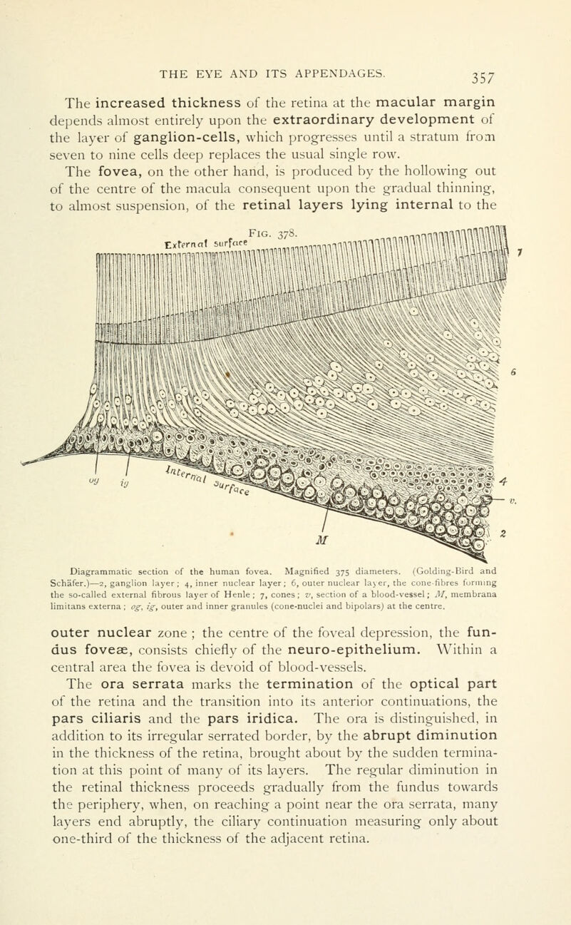 The increased thickness of the retina at the macular margin depends almost entirely upon the extraordinary development of the layer of ganglion-cells, which progresses until a stratum from seven to nine cells deep replaces the usual single row. The fovea, on the other hand, is produced by the hollowing out of the centre of the macula consequent upon the gradual thinning, to almost suspension, of the retinal layers lying internal to the Diagrammatic section of the human fovea. Magnified 375 diameters. (Golding-Bird and Schafer.)—2, ganglion layer; 4, inner nuclear layer; 6, outer nuclear layer, the cone-fibres forming the so-called external fibrous layer of Henle; 7, cones; v, section of a blood-vessel; ]\I, membrana limitans externa; og, ig, outer and inner granules (cone-nuclei and bipolars) at the centre. outer nuclear zone ; the centre of the foveal depression, the fun- dus foveae, consists chiefly of the neuro-epithelium. Within a central area the fovea is devoid of blood-vessels. The ora serrata marks the termination of the optical part of the retina and the transition into its anterior continuations, the pars ciliaris and the pars iridica. The ora is distinguished, in addition to its irregular serrated border, by the abrupt diminution in the thickness of the retina, brought about by the sudden termina- tion at this point of many of its layers. The regular diminution in the retinal thickness proceeds gradually from the fundus towards the periphery, when, on reaching a point near the ora serrata, many layers end abruptly, the ciliary continuation measuring only about one-third of the thickness of the adjacent retina.