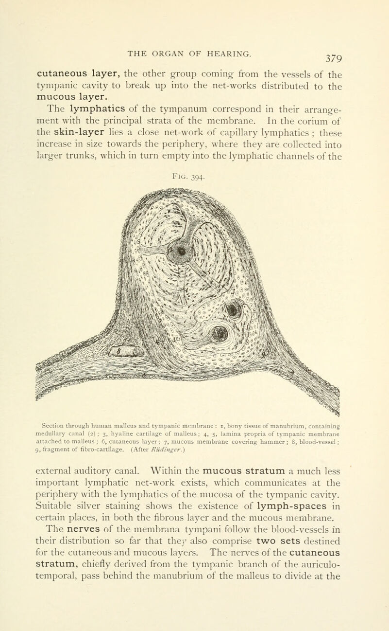 cutaneous layer, the other group coming from the vessels of the tympanic cavity to break up into the net-works distributed to the mucous layer. The lymphatics of the tympanum correspond in their arrange- ment with the principal strata of the membrane. In the corium of the skin-layer lies a close net-work of capillary lymphatics ; these increase in size towards the periphery, where they are collected into larger trunks, which in turn empty into the lymphatic channels of the Fig. 394. **3>t> pT^ ■M m m Section through human malleus and tympanic membrane : 1, bony tissue of manubrium, containing medullary canal (2) ; 3, hyaline cartilage of malleus; 4, 5, lamina propria of tympanic membrane attached to malleus ; 6, cutaneous layer; 7, mucous membrane covering hammer ; 8, blood-vessel ; 9, fragment of fibro-cartilage. (After RudiTtger.) external auditory canal. Within the mucous stratum a much less important lymphatic net-work exists, which communicates at the periphery with the lymphatics of the mucosa of the tympanic cavity. Suitable silver staining shows the existence of lymph-spaces in certain places, in both the fibrous layer and the mucous membrane. The nerves of the membrana tympani follow the blood-vessels in their distribution so far that thej* also comprise two sets destined for the cutaneous and mucous layers. The nerves of the cutaneous stratum, chiefly derived from the tympanic branch of the auriculo- temporal, pass behind the manubrium of the malleus to divide at the