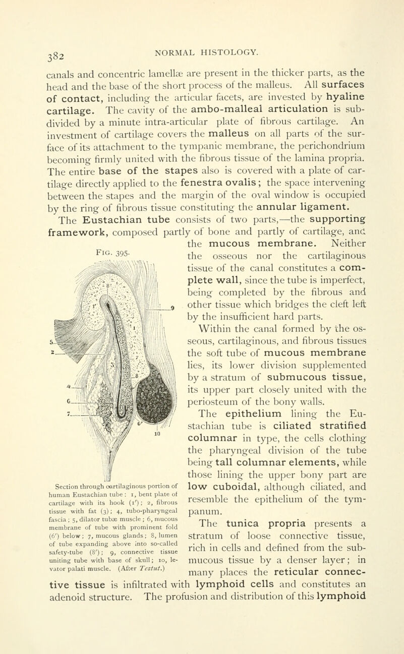 canals and concentric lamellae are present in the thicker parts, as the head and the base of the short process of the malleus. All surfaces of contact, including the articular facets, are invested by hyaline cartilage. The cavity of the ambo-malleal articulation is sub- divided by a minute intra-articular plate of fibrous cartilage. An investment of cartilage covers the malleus on all parts of the sur- face of its attachment to the tympanic membrane, the perichondrium becoming firmly united with the fibrous tissue of the lamina propria. The entire base of the stapes also is covered with a plate of car- tilage directly applied to the fenestra ovalis; the space intervening between the stapes and the margin of the oval window is occupied by the ring of fibrous tissue constituting the annular ligament. The Eustachian tube consists of two parts,—the supporting framework, composed partly of bone and partly of cartilage, and the mucous membrane. Neither FlG,' 395\ the osseous nor the cartilaginous tissue of the canal constitutes a com- plete wall, since the tube is imperfect, being completed by the fibrous and other tissue which bridges the cleft left by the insufficient hard parts. Within the canal formed by the os- seous, cartilaginous, and fibrous tissues the soft tube of mucous membrane lies, its lower division supplemented by a stratum of submucous tissue, its upper part closely united with the periosteum of the bony walls. The epithelium lining the Eu- stachian tube is ciliated stratified columnar in type, the cells clothing the pharyngeal division of the tube being tall columnar elements, while those lining the upper bony part are low cuboidal, although ciliated, and resemble the epithelium of the tym- panum. The tunica propria presents a stratum of loose connective tissue, rich in cells and defined from the sub- mucous tissue by a denser layer; in many places the reticular connec- tive tissue is infiltrated with lymphoid cells and constitutes an adenoid structure. The profusion and distribution of this lymphoid t—li Section through cartilaginous portion of human Eustachian tube : i, bent plate of cartilage with its hook (i'); 2, fibrous tissue with fat (3); 4, tubo-pharyngeal fascia ; 5, dilator tubx muscle ; 6, mucous membrane of tube with prominent fold (6') below ; 7, mucous glands ; 8, lumen of tube expanding above into so-called safety-tube (8'); 9, connective tissue uniting tube with base of skull; 10, le- vator palati muscle. (After Testut.)