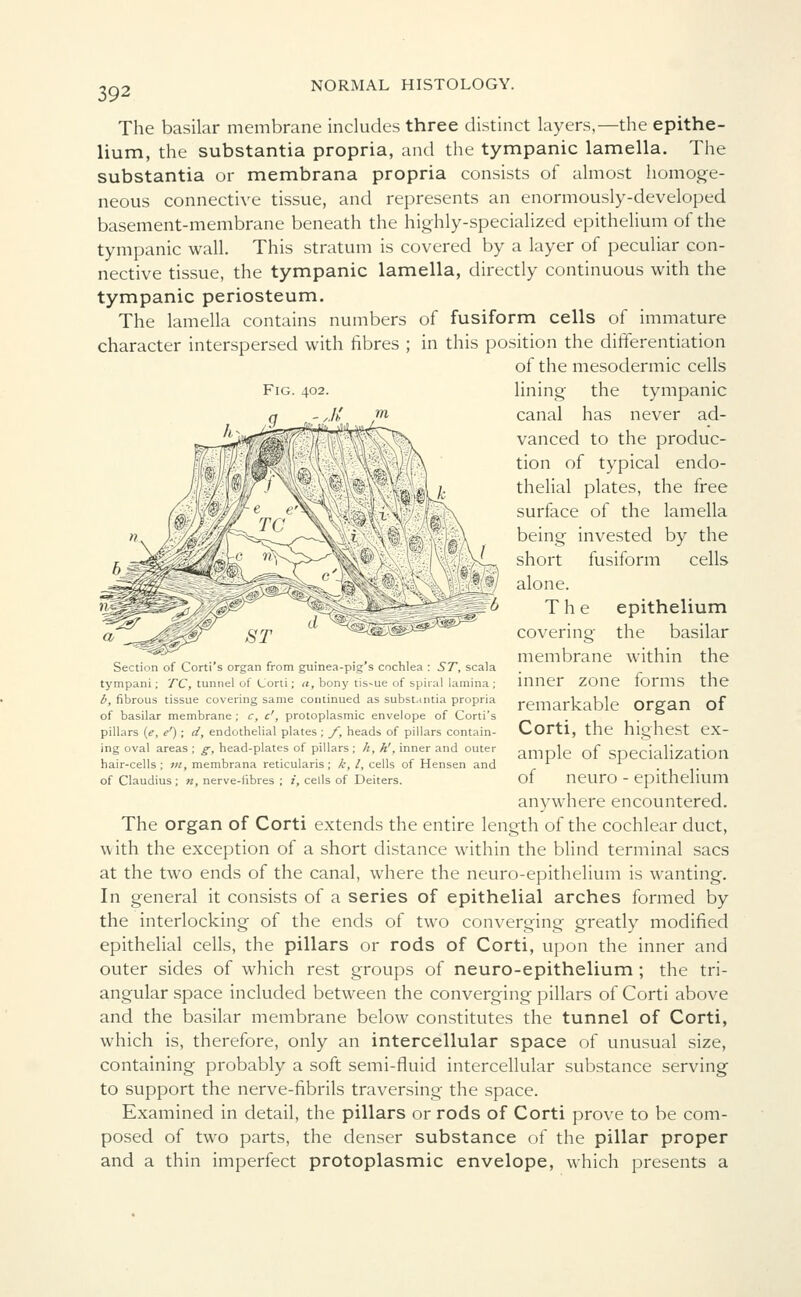 The basilar membrane includes three distinct layers,—the epithe- lium, the substantia propria, and the tympanic lamella. The substantia or membrana propria consists of almost homoge- neous connective tissue, and represents an enormously-developed basement-membrane beneath the highly-specialized epithelium of the tympanic wall. This stratum is covered by a layer of peculiar con- nective tissue, the tympanic lamella, directly continuous with the tympanic periosteum. The lamella contains numbers of fusiform cells of immature character interspersed with fibres ; in this position the differentiation of the mesodermic cells Fig. 402. lining the tympanic canal has never ad- vanced to the produc- tion of typical endo- thelial plates, the free surface of the lamella being invested by the short fusiform cells alone. The epithelium covering the basilar membrane within the inner zone forms the remarkable organ of Corti, the highest ex- ample of specialization of neuro - epithelium anywhere encountered. The organ of Corti extends the entire length of the cochlear duct, with the exception of a short distance within the blind terminal sacs at the two ends of the canal, where the neuro-epithelium is wanting. In general it consists of a series of epithelial arches formed by the interlocking of the ends of two converging greatly modified epithelial cells, the pillars or rods of Corti, upon the inner and outer sides of which rest groups of neuro-epithelium ; the tri- angular space included between the converging pillars of Corti above and the basilar membrane below constitutes the tunnel of Corti, which is, therefore, only an intercellular space of unusual size, containing probably a soft semi-fluid intercellular substance serving to support the nerve-fibrils traversing the space. Examined in detail, the pillars or rods of Corti prove to be com- posed of two parts, the denser substance of the pillar proper and a thin imperfect protoplasmic envelope, which presents a 6 Section of Corti's organ from guinea-pig's cochlea : 57, scala tympani; TC, tunnel of Corti; a, bony tis-ue of spiral lamina ; b, fibrous tissue covering same continued as substantia propria of basilar membrane ; c, c', protoplasmic envelope of Corti's pillars (e, e') ; d, endothelial plates ; f, heads of pillars contain- ing oval areas ; g, head-plates of pillars ; h, h', inner and outer hair-cells; m, membrana reticularis; k, I, cells of Hensen and of Claudius; n, nerve-iibres ; i, cells of Deiters.