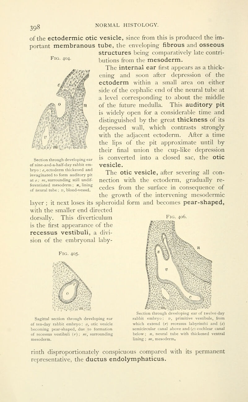 of the ectodermic otic vesicle, since from this is produced the im- portant membranous tube, the enveloping fibrous and osseous structures being comparatively late contri- Fig. 404. butions from the mesoderm. The internal ear first appears as a thick- ening and soon after depression of the ectoderm within a small area on either side of the cephalic end of the neural tube at a level corresponding to about the middle of the future medulla. This auditory pit is widely open for a considerable time and distinguished by the great thickness of its depressed wall, which contrasts strongly with the adjacent ectoderm. After a time the lips of the pit approximate until by their final union the cup-like depression is converted into a closed sac, the otic vesicle. The otic vesicle, after severing all con- nection with the ectoderm, gradually re- cedes from the surface in consequence of the growth of the intervening mesodermic layer ; it next loses its spheroidal form and becomes pear-shaped, with the smaller end directed dorsally. This diverticulum is the first appearance of the recessus vestibuli, a divi- sion of the embryonal laby- Fig. 405. Section through developing ear of nine-and-a-half-day rabbit em- bryo : e, ectoderm thickened and invaginated to form auditory pit ato; in, surrounding still undif- ferentiated mesoderm; n, lining of neural tube ; v, blood-vessel. Sagittal section through developing ear of ten-day rabbit embryo: o, otic vesicle becoming pear-shaped, due to formation of recessus vestibuli (r) ; m, surrounding mesoderm. Section through developing ear of twelve-day rabbit embryo: v, primitive vestibule, from which extend (r) recessus labyrinthi and (s) semicircular canal above and (c) cochlear canal below ; n, neural tube with thickened ventral lining ; m, mesoderm. rinth disproportionately conspicuous compared with its permanent representative, the ductus endolymphaticus.