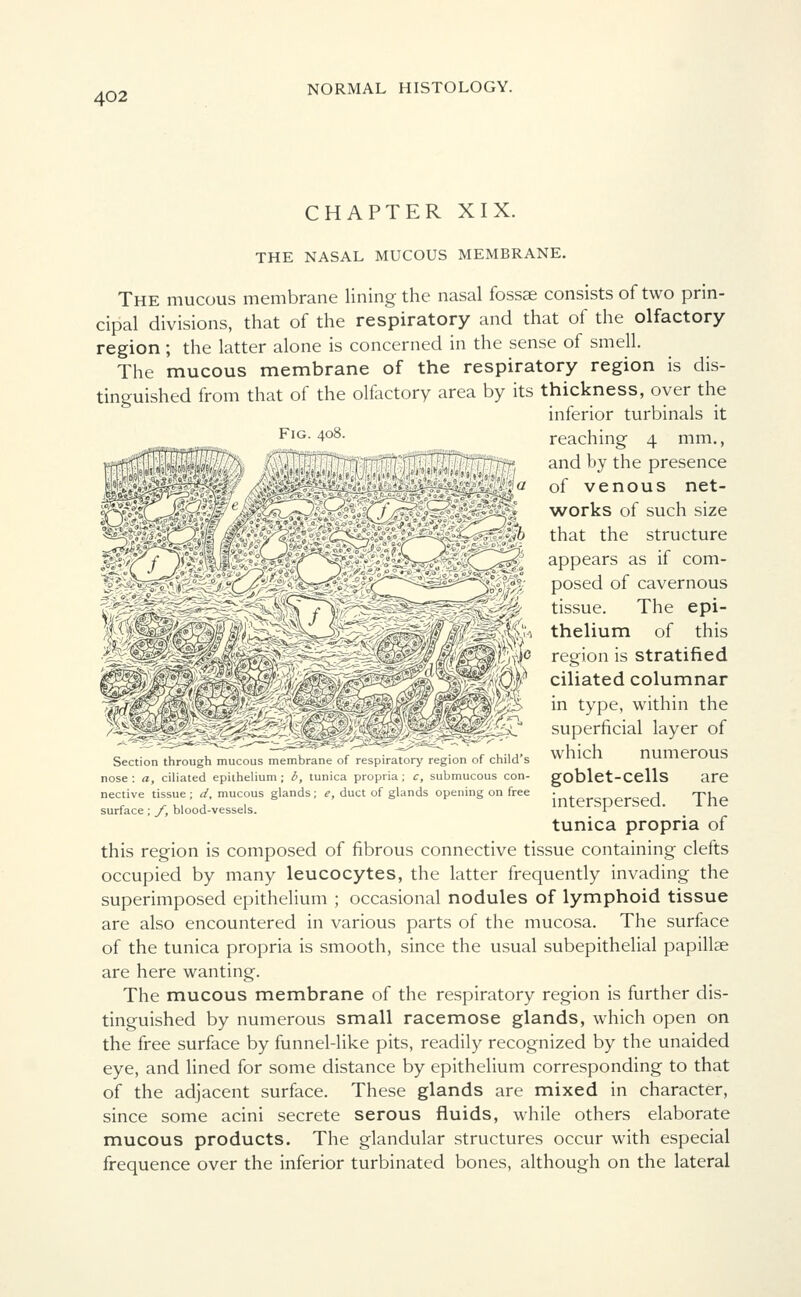 Fig. 408. CHAPTER XIX. THE NASAL MUCOUS MEMBRANE. The mucous membrane lining the nasal fossae consists of two prin- cipal divisions, that of the respiratory and that of the olfactory region; the latter alone is concerned in the sense of smell. The mucous membrane of the respiratory region is dis- tinguished from that of the olfactory area by its thickness, over the inferior turbinals it reaching 4 mm., and by the presence of venous net- works of such size that the structure appears as if com- posed of cavernous tissue. The epi- thelium of this region is stratified ciliated columnar in type, within the superficial layer of which numerous goblet-cells are interspersed. The tunica propria of this region is composed of fibrous connective tissue containing clefts occupied by many leucocytes, the latter frequently invading the superimposed epithelium ; occasional nodules of lymphoid tissue are also encountered in various parts of the mucosa. The surface of the tunica propria is smooth, since the usual subepithelial papillae are here wanting. The mucous membrane of the respiratory region is further dis- tinguished by numerous small racemose glands, which open on the free surface by funnel-like pits, readily recognized by the unaided eye, and lined for some distance by epithelium corresponding to that of the adjacent surface. These glands are mixed in character, since some acini secrete serous fluids, while others elaborate mucous products. The glandular structures occur with especial frequence over the inferior turbinated bones, although on the lateral Section through mucous membrane of respiratory region of child's nose: a, ciliated epithelium; b, tunica propria; c, submucous con- nective tissue ; d, mucous glands; e, duct of glands opening on free surface; f, blood-vessels.