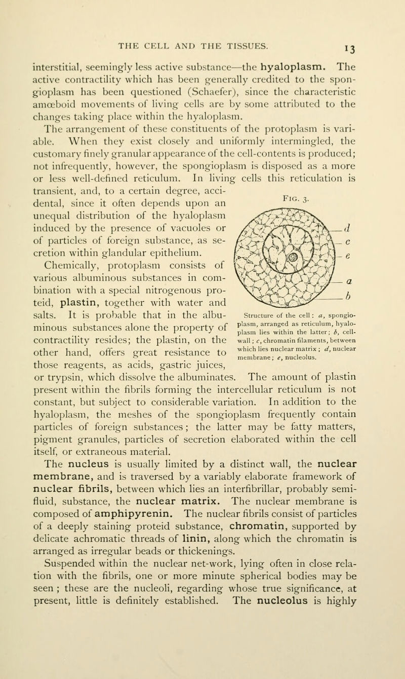 Fig. 3. interstitial, seemingly less active substance—the hyaloplasm. The active contractility which has been generally credited to the spon- gioplasm has been questioned (Schaefer), since the characteristic amal)()id movements of living cells are by some attributed to the changes taking place within the hyaloplasm. The arrangement of these constituents of the protoplasm is vari- able. When they exist closely and uniformly intermingled, the customary finely granular appearance of the cell-contents is produced; not infrequently, however, the spongioplasm is disposed as a more or less well-defined reticulum. In living cells this reticulation is transient, and, to a certain degree, acci- dental, since it often depends upon an unequal distribution of the hyaloplasm induced by the presence of vacuoles or of particles of foreign substance, as se- cretion within glandular epithelium. Chemically, protoplasm consists of various albuminous substances in com- bination with a special nitrogenous pro- teid, plastin, together with water and salts. It is probable that in the albu- minous substances alone the property of contractility resides; the plastin, on the other hand, offers great resistance to those reagents, as acids, gastric juices, or trypsin, which dissolve the albuminates. The amount of plastin present within the fibrils forming the intercellular reticulum is not constant, but subject to considerable variation. In addition to the hyaloplasm, the meshes of the spongioplasm frequently contain particles of foreign substances; the latter may be fatty matters, pigment granules, particles of secretion elaborated within the cell itself, or extraneous material. The nucleus is usually limited by a distinct wall, the nuclear membrane, and is traversed by a variably elaborate framework of nuclear fibrils, between which lies an interfibrillar, probably semi- fluid, substance, the nuclear matrix. The nuclear membrane is composed of amphipyrenin. The nuclear fibrils consist of particles of a deeply staining proteid substance, chromatin, supported by delicate achromatic threads of linin, along which the chromatin is arranged as irregular beads or thickenings. Suspended within the nuclear net-work, lying often in close rela- tion with the fibrils, one or more minute spherical bodies may be seen ; these are the nucleoli, regarding whose true significance, at present, little is definitely established. The nucleolus is highly Structure of the cell : a, spongio- plasm, arranged as reticulum, hyalo- plasm lies within the latter; 6, cell- wall ; c, chromatin filaments, between which lies nuclear matrix ; d, nuclear membrane; e, nucleolus.