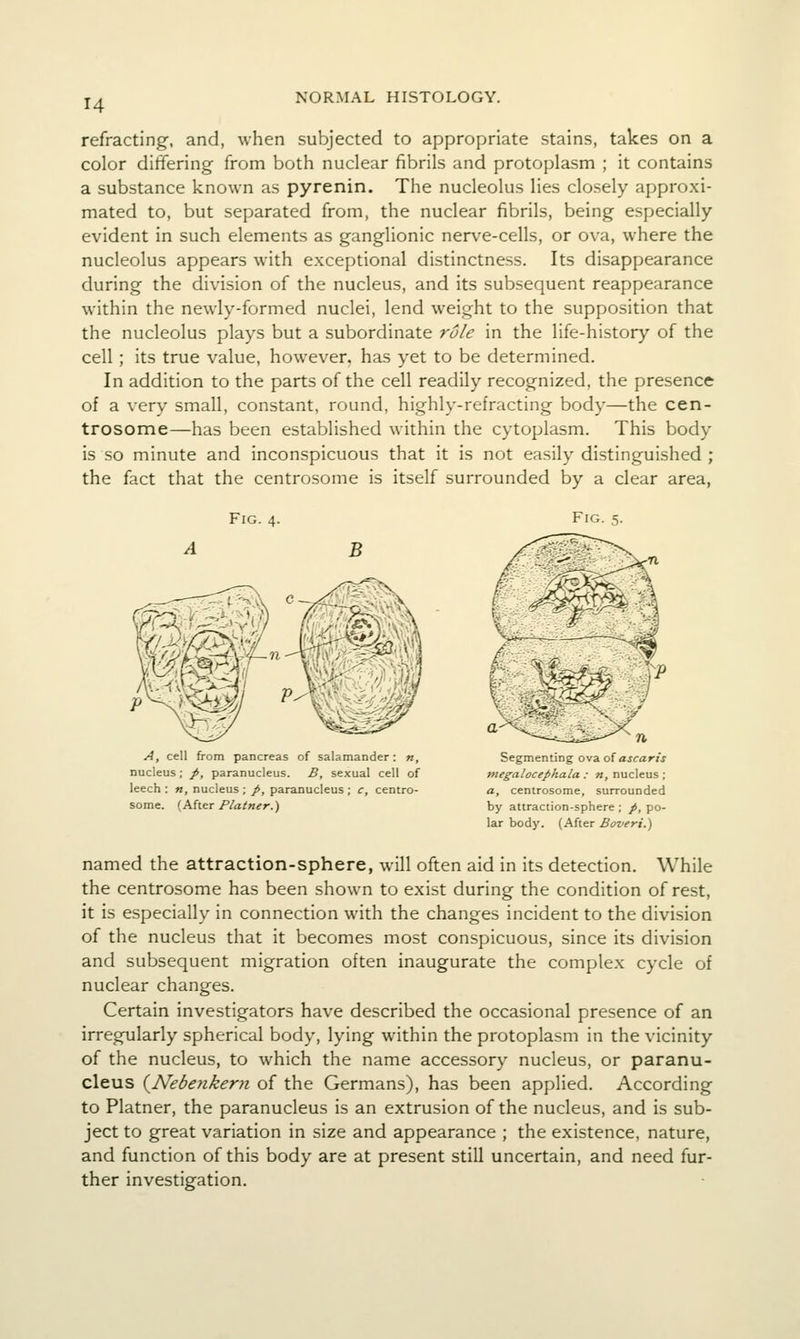 refracting, and, when subjected to appropriate stains, takes on a color differing from both nuclear fibrils and protoplasm ; it contains a substance known as pyrenin. The nucleolus lies closely approxi- mated to, but separated from, the nuclear fibrils, being especially evident in such elements as ganglionic nerve-cells, or ova, where the nucleolus appears with exceptional distinctness. Its disappearance during the division of the nucleus, and its subsequent reappearance within the newly-formed nuclei, lend weight to the supposition that the nucleolus plays but a subordinate role in the life-history of the cell; its true value, however, has yet to be determined. In addition to the parts of the cell readily recognized, the presence of a very small, constant, round, highly-refracting body—the cen- trosome—has been established within the cytoplasm. This body is so minute and inconspicuous that it is not easily distinguished ; the fact that the centrosome is itself surrounded by a clear area, Fig. 4. B A, cell from pancreas of salamander: «, nucleus; p, paranucleus. B, sexual cell of leech : n, nucleus ; /, paranucleus ; c, centro- some. (Aher Plainer.) Segmenting ovaofascaris tnegalocephala : n, nucleus ; a, centrosome, surrounded by attraction-sphere ; p, po- lar body. (After Boveri.) named the attraction-sphere, will often aid in its detection. While the centrosome has been shown to exist during the condition of rest, it is especially in connection with the changes incident to the division of the nucleus that it becomes most conspicuous, since its division and subsequent migration often inaugurate the complex cycle of nuclear changes. Certain investigators have described the occasional presence of an irregularly spherical body, lying within the protoplasm in the vicinity of the nucleus, to which the name accessory nucleus, or paranu- cleus {^Nebenkern of the Germans), has been applied. According to Platner, the paranucleus is an extrusion of the nucleus, and is sub- ject to great variation in size and appearance ; the existence, nature, and function of this body are at present still uncertain, and need fur- ther investigation.
