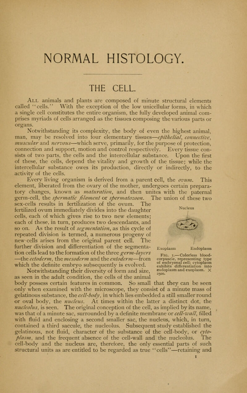 NORMAL HISTOLOGY. THE CELL All animals and plants are composed of minute structural elements called cells. With the exception of the low unicellular forms, in which a single cell constitutes the entire organism, the fully developed animal com- prises myriads of cells arranged as the tissues composing the \-arious parts or organs. Notwithstanding its complexity, the body of even the highest animal, man, may be resohed into four elementary tissues—epithelial, connective, vucscular dL\\d nervous—which serve, primarily, for the purpose of protection, connection and support, motion and control respecti\ely. Exery tissue con- sists of two parts, the cells and the intercellular substance. L'pon the first of these, the cells, depend the vitality and growth of the tissue; while the intercellular substance owes its production, directly or indirectly, to the acti\'ity of the cells. Ever\' li\-ing organism is derived from a parent cell, the ovum. This element, liberated from the ovary of the mother, undergoes certain prepara- tory changes, known as maturation, and then unites with the paternal germ-cell, the spermatic filament or spe7'matozoon. The union of these two sex-cells results in fertilization of the ovum. The fertilized ovum immediately di\ides into the daughter Nucleus cells, each of which gives rise to two new elements; ; each of these, in turn, produces two descendants, and C^^^\ so on. As the result of segmentation, as this cycle of ^^^'.?L ';>^ repeated division is termed, a numerous progeny of new cells arises from the original parent cell. The further division and differentiation of the segmenta- Exopiasm Endopiasm tion cells lead to the formation of the three germ-layers p^^ ^ —colorless biood- —ihe ectoderm, the 7?iesoderm a.nd the entoderm—from corpuscle, representing; type which the definite embryo subsequently is evolved. exi^bitPdifferentiatmn^fnto Notwithstanding their diversitv of form and size, endopiasm and exopiasm. x * . . ■ . 2500. as seen in the adult condition, the cells of the animal body possess certain features in common. So small that they can be seen only when examined with the microscope, they consist of a minute m.ass of gelatinous substance, the cell-body, in which lies embedded a still smaller round or oval body, the nnclens. At times within the latter a distinct dot, the nucleolus, is seen. The original conception of the cell, as implied by its name, was that of a minute sac, surrounded bv a definite membrane or cell-zcall, filled with fluid and enclosing a second smaller sac, the nucleus, which, in turn, contained a third saccule, the nucleolus. Subsequent study established the gelatinous, not fluid, character of the substance of the cell-body, or cyto- plasm, and the frequent absence of the cell-wall and the nucleolus. The cell-body and the nucleus are, therefore, the only essential parts of such structural units as are entitled to be reg-arded as true cells—retaining and
