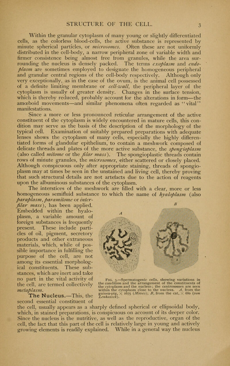 STRUCTURE OF THE CELL. Within the granular cytoplasm of many young or slightly differentiated cells, as the colorless blood-cells, the active substance is represented by minute spherical particles, or tnicrosomes. Often these are not uniformly distributed in the cell-body, a narrow peripheral zone of variable width and firmer consistence being almost free from granules, while the area sur- rounding the nucleus is densely packed. The terms exoplasni and endo- plasm are sometimes employed to designate the homogeneous peripheral and granular central regions of the cell-body respectively. Although only very exceptionally, as in the case of the ovum, is the animal cell possessed of a definite limiting membrane or cell-wall, the peripheral layer of the cytoplasm is usually of greater density. Changes in the surface tension, which is thereby reduced, probably account for the alterations in form—the amoeboid movements—and similar phenomena often regarded as '' vital'' manifestations. Since a more or less pronounced reticular arrangement of the active constituent of the cytoplasm is widely encountered in mature cells, this con- dition may serve as the basis of the description of the morphology of the typical cell. Examination of suitably prepared preparations with adequate lenses shows the cytoplasm of many cells, especially the highly differen- tiated forms of glandular epithelium, to contain a meshwork composed of delicate threads and plates of the more active substance, the spongiopiasm (also called mitome or \h& filar fnass). The spongioplastic threads contain rows of minute granules, the microsomes, either scattered or closely placed. Although conspicuous only after appropriate staining, threads of spongio- piasm may at times be seen in the unstained and living cell, thereby proving that such structural details are not artefacts due to the action of reagents upon the albuminous substances of the cytoplasm. The interstices of the meshwork are filled with a clear, more or less homogeneous semifluid substance to which the name of hyaloplasm (also paraplasm, paramitome or inter- filar mass), has been applied. Embedded within the hyalo- plasm, a variable amount of foreign substances is frequently present. These include parti- cles of oil, pigment, secretory products and other extraneous materials, which, while of pos- sible importance in fulfilling the purpose of the cell, are not among its essential morpholog- ical constituents. These sub- stances, which are inert and take no part in the vital activity of the cell, are termed collectively metaplasm. The Nucleus.—This, the second essential constituent of the cell, usually appears as a sharply defined spherical or ellipsoidal body, which, in stained preparations, is conspicuous on account of its deeper color. Since the nucleus is the nutritive, as well as the reproductive, organ of the cell, the fact that this part of the cell is relatively large in young and actively growing elements is readily explained. While in a general way the nucleus #* ^ Fig. 3.—Spermatogenic cells, showing variations in the condition and the arrangement of the constituents of the cytoplasm and the nucleus ; the centrosomes are seen within the cytoplasm close to the nucleus. A, from the guinea-pig, X 1675 (Meves); B, from the cat, ;< 680 (von Lenhossek).
