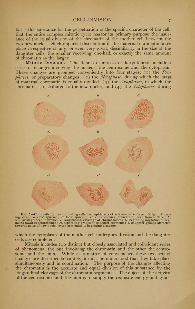 tial is this substance for the perpetuation of the specific character of the cell, that the entire complex mitotic cycle has for its primary purpose the insur- ance of the equal division of the chromatin of the mother cell between the two new nuclei. Such impartial distribution of the maternal chromatin takes place irrespective of any, or even very great, dissimilarity in the size of the daughter cells, the smaller receiving one-half, or exactly the same amount of chromatin as the larger. Mitotic Division.—The details of mitosis or karyokinesis include a series of changes involving the nucleus, the centrosome and the cytoplasm. These changes are grouped conveniently into four stages: (i) the Pro- phases, or preparatory changes; (2) the Metap/iase, during which the mass of maternal chromatin is equally divided; (3) the Anaphases, in which the chromatin is distributed to the new nuclei; and (4) the Telophases, during M f^^ Fig. 6.—Chromatic figures in dividing cells from epidermis of salamander embryo. X 850. A^ rest- ing stage; .5, close spireme; C, loose spireme; Z), chromosomes (wreath), seen from surface; E, similar stage, seen in profile; F, longitudinal cleavage of chromosomes ; G, beginning migration of seg- ments towards centrosomes ; H, separating groups of daughter segments; /, daughter groups attracted towards poles of new nuclei, cytoplasm exhibits beginning cleavage. which the cytoplasm of the mother cell undergoes division and the daughter cells are completed. Mitosis includes two distinct but closely associated and coincident series of phenomena, the one involving the chromatin and the other the centro- some and the linin. While as a matter of convenience these two sets of changes are described separately, it must be understood that they take place simultaneously and in coordination. The purpose of the changes affecting the chromatin is the accurate and equal division of this substance by the longitudinal cleavage of the chromatin segments. The object of the activity of the centrosomes and the linin is to supply the requisite energy and guid-