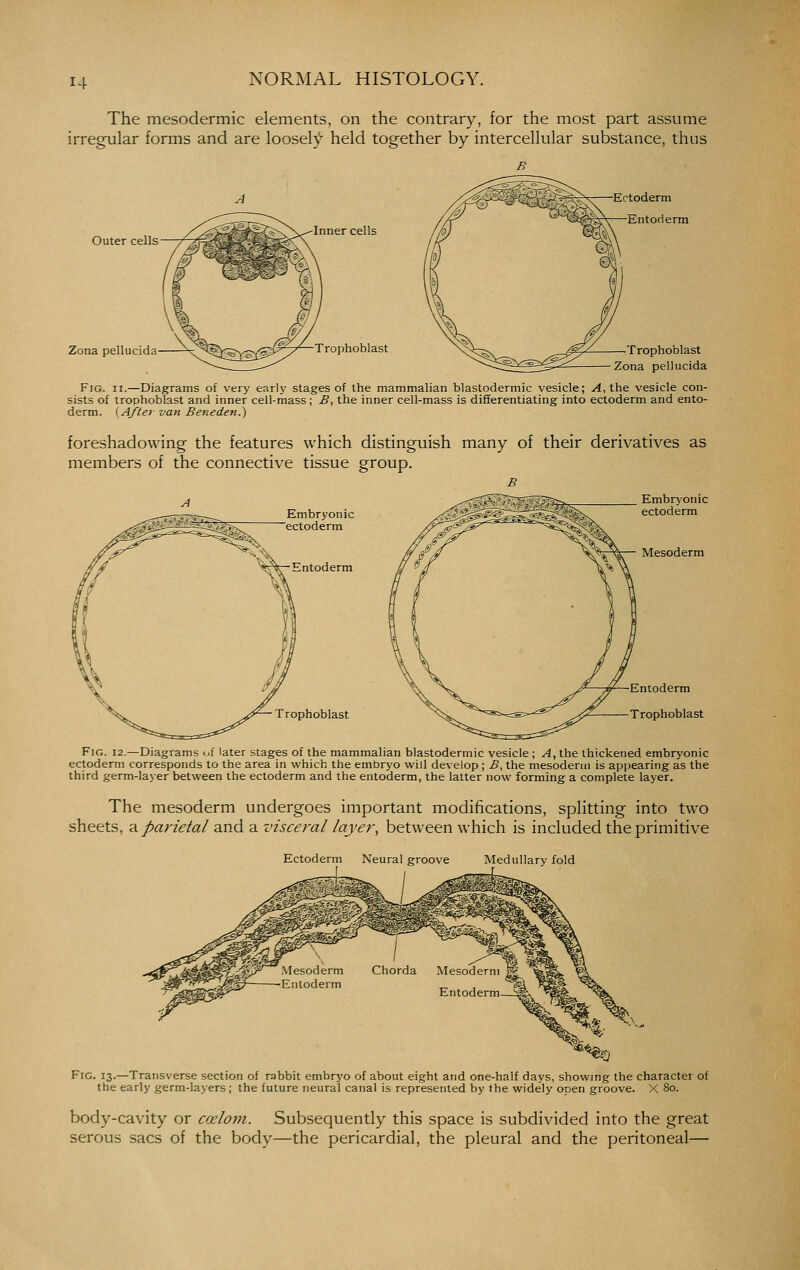 The mesodermic elements, on the contrary, for the most part assume irregular forms and are loosel)!^ held together by intercellular substance, thus Outer cells Zona pellucida Inner cells Trophoblast Ectoderm Entoderm Trophoblast Zona pellucida Fig. II.—Diagrams of very early stages of the mammalian blastodermic vesicle; ^4, the vesicle con- sists of trophoblast and inner cell-mass ; B, the inner cell-mass is differentiating into ectoderm and ento- derm. [After van Beneden.) foreshadowing the features which distinguish many of their derivatives as members of the connective tissue group. B Fig. 12.—Diagrams of later stages of the mammalian blastodermic vesicle ; A, the thickened embryonic ectoderm corresponds to the area in which the embryo will develop; B, the mesoderm is ap))earing as the third germ-layer between the ectoderm and the entoderm, the latter now forming a complete layer. The mesoderm undergoes important modifications, splitting into two sheets, ■a parietal and a visceral layer, between which is included the primitive Ectoderm Neural groove Medullary fold Fig. 13.—Transverse section of rabbit embryo of about eight and one-half days, showing the character of the early germ-layers; the future neural canal is represented by the widely open groove. X 80. body-cavity or ccelom. Subsequently this space is subdivided into the great serous sacs of the body—the pericardial, the pleural and the peritoneal—