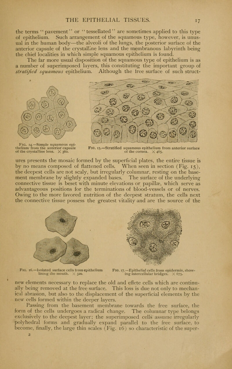 the terms '' pavement  or  tessellated '' are sometimes applied to this type of epithelium. Such arrangement of the squamous type, however, is unus- ual in the human body—the alveoli of the lungs, the posterior surface of the anterior capsule of the crystalline lens and the membranous labyrinth being the chief localities in which simple squamous epithelium is found. The far more usual disposition of the squamous type of epithelium is as a number of superimposed layers, this constituting the important group of stratified squamous epithelium. Although the free surface of such struct- ^> _^- r\ |v- •V Fig. 14.—Simple squamous epi- thelium from the anterior capsule of the crystalline lens. X 360. .®|¥|@( i^[®^*©g^!®,: Fig. 15.—Stratified squamous epithelium from anterior surface of the cornea. X 465. ures presents the mosaic formed by the superficial plates, the entire tissue is by no means composed of flattened cells. When seen in section (Fig. 15), the deepest cells are not scaly, but irregularly columnar, resting on the base- ment membrane by slightly expanded bases. The surface of the underlving connecti\e tissue is beset with minute elevations or papillae, which serve as advantageous positions for the terminations of blood-vessels or of nerves. Owing to the more favored nutrition of the deepest stratum, the cells next the connective tissue possess the greatest vitality and are the source of the cqpcv ^ Fig. 16.—Isolated surface cells from epithelium liniiig ihe mouth. X 320. Fig. 17.—Epithelial cells from epidermis, show- ing intercellular bridges. X 675. new elements necessary to replace the old and effete cells which are continu- ally being removed at the free surface. This loss is due not only to mechan- ical abrasion, but also to the displacement of the superficial elements by the new cells formed within the deeper layers. Passing from the basement membrane towards the free surface, the form of the cells undergoes a radical change. The columnar type belongs exclusively to the deepest layer; the superimposed cells assume irregularly polyhedral forms and gradually expand parallel to the free surface, to become, finally, the large thin scales (Fig. i6j so characteristic of the super-