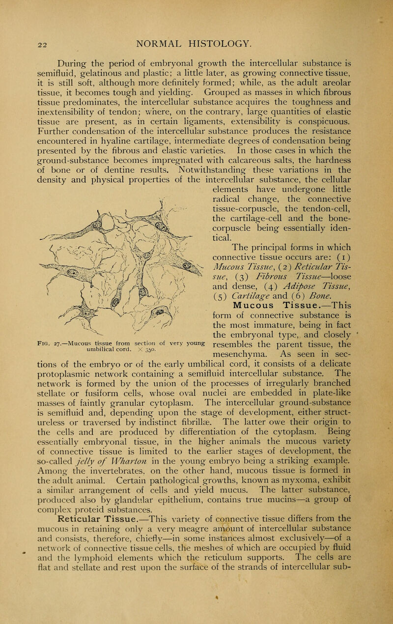 During the period of embryonal growth the intercellular substance is semifluid, gelatinous and plastic; a little later, as growing connective tissue, it is still soft, although more definitely formed; while, as the adult areolar tissue, it becomes tough and yielding. Grouped as masses in which fibrous tissue predominates, the intercellular substance acquires the toughness and inextensibihty of tendon; where, on the contrary, large quantities of elastic tissue are present, as in certain ligaments, extensibility is conspicuous. Further condensation of the intercellular substance produces the resistance encountered in hyaline cartilage, intermediate degrees of condensation being presented by the fibrous and elastic varieties. In those cases in which the ground-substance becomes impregnated with calcareous salts, the hardness of bone or of dentine results. Notwithstanding these variations in the density and physical properties of the intercellular substance, the cellular elements have undergone little radical change, the connective tissue-corpuscle, the tendon-cell, the cartilage-cell and the bone- corpuscle being essentially iden- tical. The principal forms in which connective tissue occurs are: (i) Mucous Tissue, (2) Reticular Tis- sue, (3) Pibrous Tissue—loose and dense, (4) Adipose Tissue, (5) Cartilage and (6) Bone. Mucous Tissue.—This form of connective substance is the most immature, being in fact the embryonal type, and closely resembles the parent tissue, the mesenchyma. As seen in sec- tions of the embryo or of the early umbilical cord, it consists of a delicate protoplasmic network containing a semifluid intercellular substance. The network is formed by the union of the processes of irregularly branched stellate or fusiform cells, whose oval nuclei are embedded in plate-like masses of faintly granular cytoplasm. The intercellular ground-substance is semifluid and, depending upon the stage of development, either struct- ureless or traversed by indistinct fibrillae. The latter owe their origin to the cells and are produced by differentiation of the cytoplasm. Being essentially embryonal tissue, in the higher animals the mucous variety of connective tissue is limited to the earlier stages of development, the so-called jelly of Wharton in the young embryo being a striking example. Among the invertebrates, on the other hand, mucous tissue is formed in the adult animal. Certain pathological growths, known as myxoma, exhibit a similar arrangement of cells and yield mucus. The latter substance, produced also by glandular epithelium, contains true mucins—a group of complex proteid substances. Reticular Tissue.—This variety of connective tissue differs from the mucous in retaining only a very meagre amount of intercellular substance and consists, therefore, chiefly—in some instances almost exclusively—of a network of connective tissue cells, the meshes of which are occupied by fluid and the lymphoid elements which the reticulum supports. The cells are flat and stellate and rest upon the surface of the strands of intercellular sub- FiG. 27.- ■Mucous tissue from umbilical cord. section of very young X 35°-