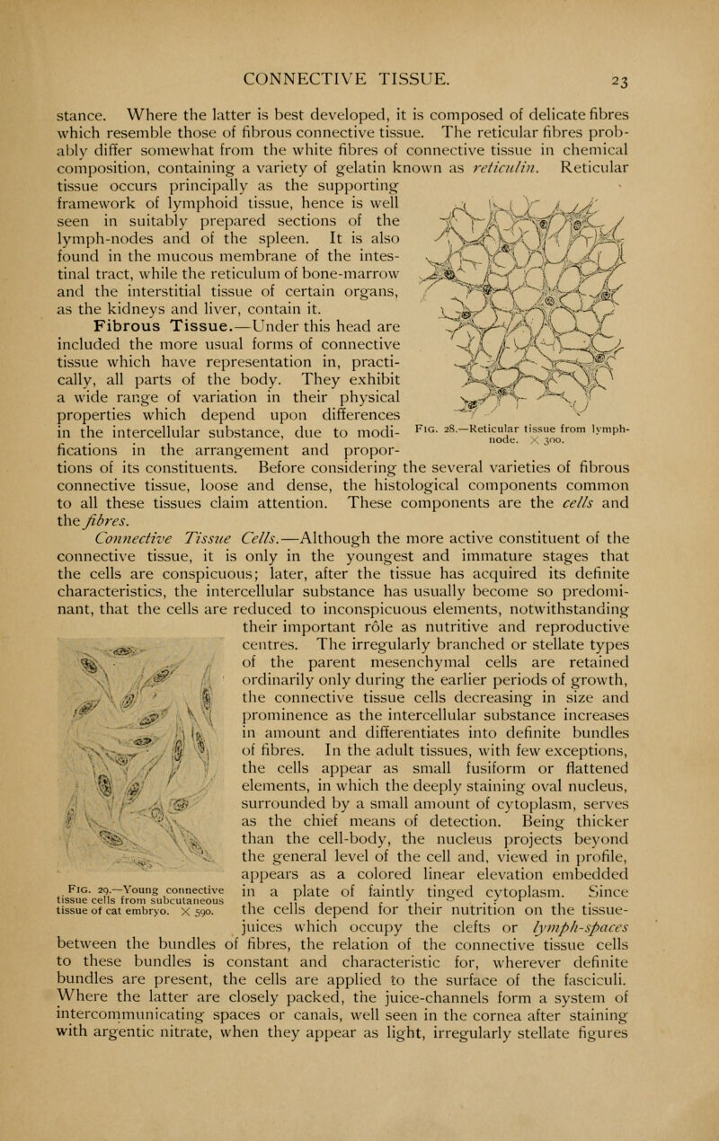 -^ Fig. 28.—Reticular tissue from lymph- node. X 300. Stance. Where the latter is best developed, it is composed of delicate fibres which resemble those of fibrous connective tissue. The reticular fibres prob- at)ly differ somewhat from the white fibres of connective tissue in chemical composition, containing a variety of gelatin known as reticnlin. Reticular tissue occurs principally as the supporting framework of lymphoid tissue, hence is well seen in suitably prepared sections of the lymph-nodes and of the spleen. It is also found in the mucous membrane of the intes- tinal tract, while the reticulum of bone-marrow and the interstitial tissue of certain organs, as the kidneys and liver, contain it. Fibrous Tissue.—Under this head are included the more usual forms of connective tissue which have representation in, practi- cally, all parts of the body. They exhibit a wide range of variation in their physical properties which depend upon differences in the intercellular substance, due to modi- fications in the arrangement and propor- tions of its constituents. Before considering the several varieties of fibrous connective tissue, loose and dense, the histological components common to all these tissues claim attention. These coinponents are the cells and \^\& fibres. Connective Tissue Cells.—Although the more active constituent of the connective tissue, it is only in the youngest and immature stages that the cells are conspicuous; later, after the tissue has acquired its definite characteristics, the intercellular substance has usually become so predomi- nant, that the cells are reduced to inconspicuous elements, notwithstanding their important role as nutritive and reproductive ;,., centres. The irregularly branched or stellate types .iy-, , of the parent mesenchymal cells are retained ''^' :\ ' ordinarily only during the earlier periods of growth, % the connective tissue cells decreasing in size and { prominence as the intercellular substance increases :,, in amount and differentiates into definite bundles / _:, 5. of fibres. In the adult tissues, with few exceptions, the cells appear as small fusiform or flattened 'A -: elements, in which the deeply staining oval nucleus, '^- surrounded by a small amount of cytoplasm, serves :' as the chief means of detection. Being thicker than the cell-body, the nucleus projects beyond the general level of the cell and, viewed in profile, appears as a colored linear elevation embedded in a plate of faintly tinged cytoplasm. Since the cells depend for their nutrition on the tissue- juices which occupy the clefts or lymph-spaces between the bundles of fibres, the relation of the connective tissue cells to these bundles is constant and characteristic for, wherever definite bundles are present, the cells are applied to the surface of the fasciculi. Where the latter are closely packed, the juice-channels form a system of intercommunicating spaces or canals, well seen in the cornea after staining with argentic nitrate, when they appear as light, irregularly stellate figures ■>-&v Fig. 2q.—Young connective tissue cells from subcutaneous tissue of cat embryo. X 590.