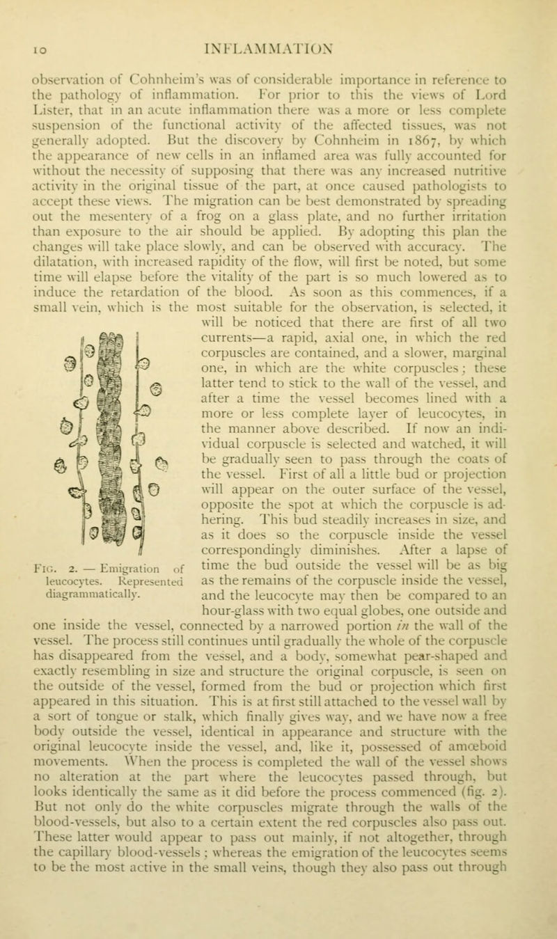 observation of Cohnheim's was of considerable importance in reference to the pathology of inflammation. For prior to this the views of Lord Lister, that in an acute inflammation there was a more or less complete suspension of the functional activity of the affected tissues, was not generally adopted. But the discovery by Cohnheim in 1867, by which the appearance of new cells in an inflamed area was fully accounted for without the necessity of supposing that there was any increased nutritive activity in the original tissue of the part, at once caused pathologists to accept these views. The migration can be best demonstrated by spreading out the mesentery of a frog on a glass plate, and no further irritation than exposure to the air should be applied. By adopting this plan the changes will take place slowly, and can be observed with accuracy. The dilatation, with increased rapidity of the flow, will first be noted, but some time will elapse before the vitality of the part is so much lowered as to induce the retardation of the blood. As soon as this commences, if a small vein, which is the most suitable for the observation, is selected, it will be noticed that there are first of all two currents—a rapid, axial one, in which the red corpuscles are contained, and a slower, marginal one, in which are the white corpuscles; these latter tend to stick to the wall of the vessel, and after a time the vessel becomes lined with a more or less complete layer of leucocytes, in the manner above described. If now an indi- vidual corpuscle is selected and watched, it will be gradually seen to pass through the coats of the vessel. First of all a little bud or projection will appear on the outer surface of the vessel, opposite the spot at which the corpuscle is ad- hering. This bud steadily increases in size, and as it does so the corpuscle inside the vessel correspondingly diminishes. After a lapse of time the bud outside the vessel will be as big as the remains of the corpuscle inside the vessel, and the leucocyte may then be compared to an hour-glass with two etjual globes, one outside and one inside the vessel, connected by a narrowed portion /// the wall of the vessel. The process still continues until gradually the whole of the corpuscle has disappeared from the vessel, and a body, somewhat pear-shaped and exactly resembling in size and structure the original corpuscle, is seen on the outside of the vessel, formed from the bud or projection which first appeared in this situation. This is at first still attached to the vessel wall by a sort of tongue or stalk, which finally gives way, and we have now a free body outside the vessel, identical in appearance and structure with the original leucocyte inside the vessel, and, like it, possessed of amceboid movements. \\'hen the process is completed the wall of the vessel shows no alteration at the part where the leucocytes passed through, but looks identically the same as it did before the process commenced (fig. 2). But not only do the white corpuscles migrate through the walls of the blood-vessels, but also to a certain extent the red corpuscles also pass out. These latter would appear to pass out mainly, if not altogether, through the capillary blood-vessels ; whereas the emigration of the leucocytes seems to be the most active in the small veins, though they also pass out through Flc. 2. — Emigration of leucocytes. Represented diagrammatically.
