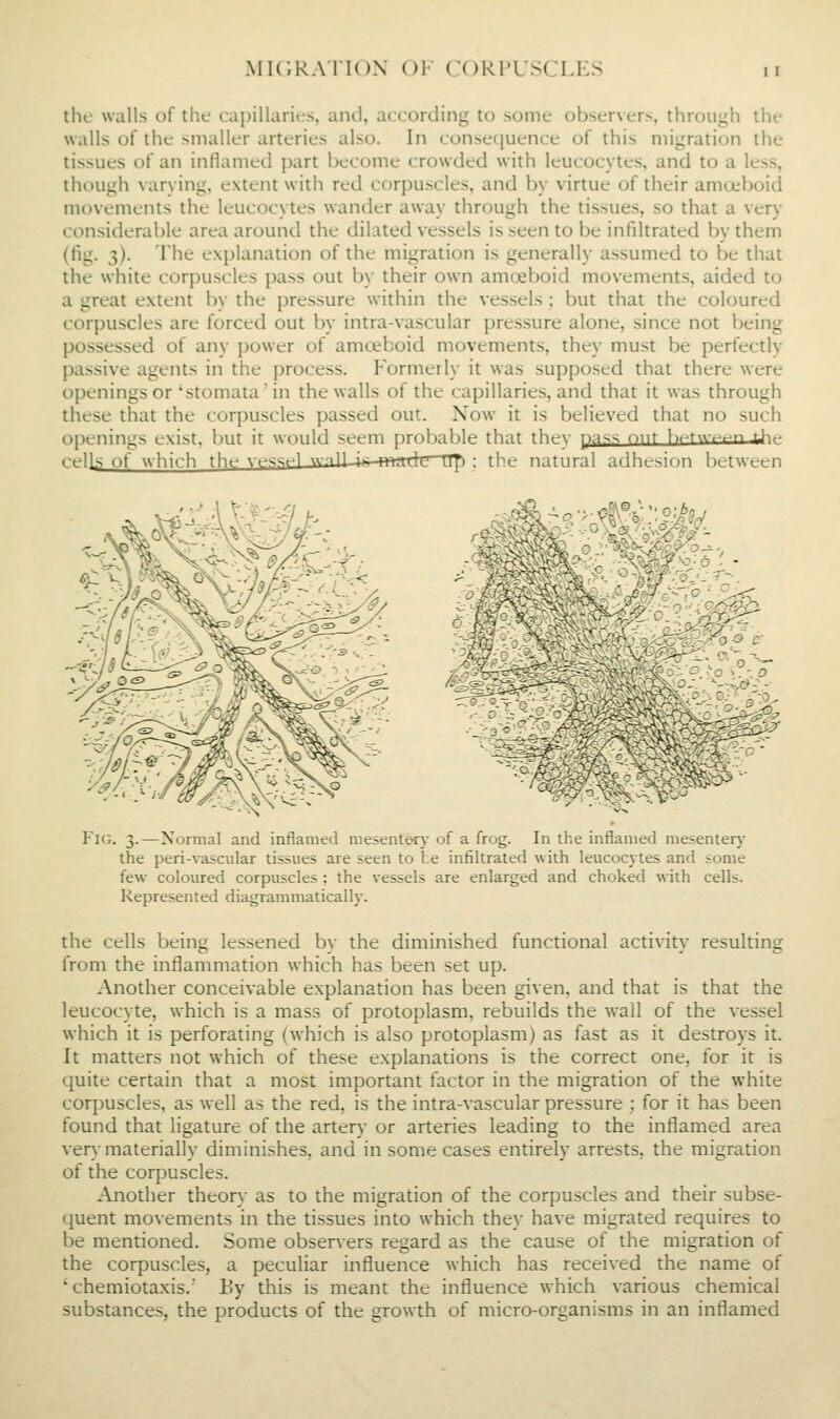 the walls of the capilluritrs, and, according to some observers, through the walls of the smaller arteries also. In consequence of this migration the tissues of an inflamed part become crowded with leucocytes, and to a less, though varying, extent with red corpuscles, and by virtue of their amoeboid movements the leucocytes wander away through the tissues, so that a very considerable area around the dilated vessels is seen to be infiltrated by them (fig. 3). The explanation of the migration is generally assumed to be that the white corpuscles pass out by their own amoeboid movements, aided to a great extent by the pressure within the vessels ; but that the coloured corpuscles are forced out by intra-vascular pressure alone, since not being possessed of any power of amoeboid movements, they must be perfectly passive agents in the process. Formerly it was supposed that there were openings or 'stomata in the walls of the capillaries, and that it was through these that the corpuscles passed out. Now it is believed that no such openings exist, but it would seem probable that they pass nut }^f^f«-^^n ±>.<^ cells of which th»; vrr^.'^^l viill i m nli' n^i : the natural adhesion between cKS Si^ Fig. 3.—Normal and inflamed mesenter}- of a frog. In the inflamed mesentery the peri-vascular tissues are seen to te infiltrated with leucocytes and some few coloured corpuscles ; the vessels are enlarged and choked with cells. Represented diagrammatically. the cells being lessened by the diminished functional activity resulting from the inflammation which has been set up. Another conceivable explanation has been given, and that is that the leucocyte, which is a mass of protoplasm, rebuilds the wall of the vessel which it is perforating (which is also protoplasm) as fast as it destroys it. It matters not which of these explanations is the correct one, for it is quite certain that a most important factor in the migration of the white corpuscles, as well as the red, is the intra-vascular pressure ; for it has been found that ligature of the artery or arteries leading to the infiamed area very materially diminishes, and in some cases entirely arrests, the migration of the corpuscles. Another theory as to the migration of the corpuscles and their subse- quent movements in the tissues into which they have migrated requires to be mentioned. Some obser\ers regard as the cause of the migration of the corpuscles, a peculiar influence which has received the name of ' chemiota.xis.' By this is meant the influence which various chemical substances, the products of the growth of micro-organisms in an inflamed