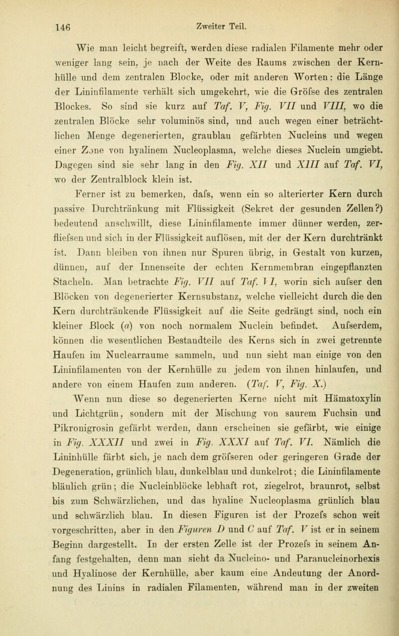 Wie man leicht begreift, werden diese radialen Filamente mehr oder weniger lang sein, je nach der Weite des Raums zwischen der Kern- hülle und dem zentralen Blocke, oder mit anderen Worten: die Länge der Lininfilamente verhält sich umgekehrt, wie die Gröfse des zentralen Blockes. So sind sie kurz auf Taf. V, Fig. VII und VIII, wo die zentralen Blöcke sehr voluminös sind, und auch wegen einer beträcht- lichen Menge degenerierten, graublau gefärbten Nucleins und wegen einer Zone von hyalinem Nucleoplasma, welche dieses Nuclein umgiebt. Dagegen sind sie sehr lang in den Fig. XII und XIII auf Taf. VI, wo der Zentralblock klein ist. Ferner ist zu bemerken, dafs, wenn ein so alterierter Kern durch passive Durchtränkung mit Flüssigkeit (Sekret der gesunden Zellen?) bedeutend anschwillt, diese Lininfilamente immer dünner werden, zer- fliefsen und sich in der Flüssigkeit auflösen, mit der der Kern durchtränkt ist. Dann bleiben von ihnen nur Spuren übrig, in Gestalt von kurzen, dünnen, auf der Innenseite der echten Kernmembran eingepflanzten Stacheln. Man betrachte Fig. VII auf Taf. 11, worin sich aufser den Blöcken von degenerierter Kernsubstanz, welche vielleicht durch die den Kern durchtränkende Flüssigkeit auf die Seite gedrängt sind, noch ein kleiner Block (a) von noch normalem Nuclein befindet. Aufserdem, können die wesentlichen Bestandteile des Kerns sich in zwei getrennte Haufen im Nuclearraume sammeln, und nun sieht man einige von den Lininfllamenten von der Kernhülle zu jedem von ihnen hinlaufen, und andere von einem Haufen zum anderen. (Taf. V, Fig. X.) Wenn nun diese so degenerierten Kerne nicht mit Hämatoxylin und Lichtgrün, sondern mit der Mischung von saurem Fuchsin und Pikronigrosin gefärbt werden, dann erscheinen sie gefärbt, wie einige in Fig. XXXII und zwei in Fig. XXXI auf Taf. VI. Nämlich die Lininhülle färbt sich, je nach dem gröfseren oder geringeren Grade der Degeneration, grünlich blau, dunkelblau und dunkelrot; die Lininfilamente bläulich grün; die Nucleinblöcke lebhaft rot, ziegelrot, braunrot, selbst bis zum Schwärzlichen, und das hyaline Nucleoplasma grünlich blau und schwärzlich blau. In diesen Figuren ist der Prozefs schon weit vorgeschritten, aber in den Figuren D und C auf Taf. V ist er in seinem Beginn dargestellt. In der ersten Zelle ist der Prozefs in seinem An- fang festgehalten, denn man sieht da Nucleino- und Paranucleinorhexis und Hyalinose der Kernhülle, aber kaum eine Andeutung der Anord- nung des Linins in radialen Filamenten, während man in der zweiten