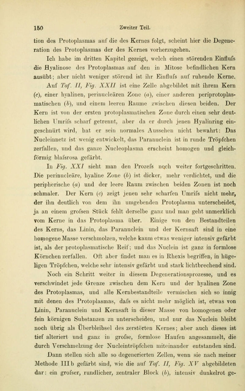 tion des Protoplasmas auf die des Kernes folgt, scheint hier die Degene- ration des Protoplasmas der des Kernes vorherzugehen. Ich habe im dritten Kapitel gezeigt, welch einen störenden Einflufs die Hyalinose des Protoplasmas auf den in Mitose befindlichen Kern ausübt; aber nicht weniger störend ist ihr Einflufs auf ruhende Kerne. Auf Taf. II, Fig. XXII ist eine Zelle abgebildet mit ihrem Kern (c), einer hyalinen, perinucleären Zone (a), einer anderen periprotoplas- matischen (b), und einem leeren Räume zwischen diesen beiden. Der Kern ist von der ersten protoplasmatischen Zone durch einen sehr deut- lichen Umrifs scharf getrennt, aber da er durch jenen Hyaliuring ein- geschnürt wird, hat er sein normales Aussehen nicht bewahrt: Das Nucleinnetz ist wenig entwickelt, das Paranuclein ist in runde Tröpfchen zerfallen, und das ganze Nucleoplasma erscheint homogen und gleich- förmig blafsrosa gefärbt. In Fig. XXI sieht man den Prozefs noch weiter fortgeschritten. Die perinucleäre. hyaline Zone (b) ist dicker, mehr verdichtet, und die peripherische (a) und der leere Raum zwischen beiden Zonen ist noch schmaler. Der Kern (c) zeigt jenen sehr scharfen Umrifs nicht mehr, der ihn deutlich von dem ihn umgebenden Protoplasma unterscheidet, ja an einem grofsen Stück fehlt derselbe ganz und man geht unmerklich vom Kerne in das Protoplasma über. Einige von den Bestandteilen des Kerns, das Linin, das Paranuclein und der Kernsaft sind in eine homogene Masse verschmolzen, welche kaum etwas weniger intensiv gefärbt ist, als der protoplasmatische Reif; und das Nuclein ist ganz in formlose Körnchen zerfallen. Oft aber findet man es in Rhexis begriffen, in hüge- ligen Tröpfchen, welche sehr intensiv gefärbt und stark lichtbrechend sind. Noch ein Schritt weiter in diesem Degenerationsprozesse, und es verschwindet jede Grenze zwischen dem Kern und der hyalinen Zone des Protoplasmas, und alle Kernbestandteile vermischen sich so innig mit denen des Protoplasmas, dafs es nicht mehr möglich ist, etwas von Linin, Paranuclein und Kernsaft in dieser Masse von homogenen oder fein körnigen Substanzen zu unterscheiden, und nur das Nuclein bleibt noch übrig als Überbleibsel des zerstörten Kernes; aber auch dieses ist tief alteriert und ganz in grofse, formlose Haufen angesammelt, die durch Verschmelzung der Nucleintröpfchen miteinander entstanden sind. Dann stellen sich alle so degenerierten Zellen, wenn sie nach meiner Methode III b gefärbt sind, wie die auf Taf. II, Fig. XV abgebildeten dar: ein grofser, rundlicher, zentraler Block (b), intensiv dunkelrot ge-
