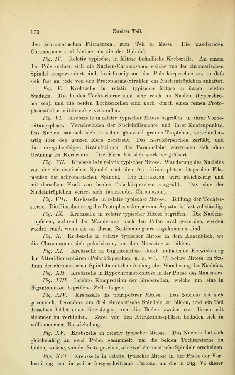den achromatischen Filamenten, zum Teil in Masse. Die wandernden Chromosome sind kleiner als die der Spindel. Fig. IV. Relativ typische, in Mitose befindliche Krebszelle. An einem der Pole ordnen sich die Nuclein-Chrornosome, welche von der chromatischen Spindel ausgewandert sind, kreisförmig um das Polarkörperchen an, so dafs sich fast an jede von den Protoplasma-Strahlen ein Nucleintröpfchen anhaftet. Fig. V. Krebszelle in relativ typischer Mitose in ihrem letzten Stadium. Die beiden Tochterkerne sind sehr reich an Nuclein (hyperchro- matisch), und die beiden Tochterzellen sind noch durch einen feinen Proto- plasmafaden miteinander verbunden. Fig. VI. Krebszelle in relativ typischer Mitose begriffen in ihrer Vorbe- reitungsphase. Verschwinden der Nucleinfilamente und ihrer Knotenpunkte. Das Nuclein sammelt sich in schön glänzend grünen Tröpfchen, verschieden- artig über den ganzen Kern zerstreut. Das Kernkörperchen zerfällt, und die unregelmäfsigen Granulationen des Paranucleins zerstreuen sich ohne Ordnung im Kernraum. Der Kern hat sich stark vergröfsert. Fig. VII. Krebszelle in relativ typischer Mitose. Wanderung des Nucleins von der chromatischen Spindel nach den Attraktionssphären längs den Fila- menten der achromatischen Spindel. Die Attraktion wird gleichzeitig und mit derselben Kraft von beiden Polarkörperchen ausgeübt. Das eine der Nucleintröpfchen verirrt sich (abirrendes Chromosom). Fig. VIII. Krebszelle in relativ typischer Mitose. Bildung der Tochter- sterne. Die Einschnürung des Protoplasmakörpers am Äquator ist fast vollständig. Fig. IX. Krebszelle in relativ typischer Mitose begriffen. Die Nuclein- tröpfchen, während der Wanderung nach den Polen oval geworden, werden wieder rund, wenn sie an ihrem Bestimmungsort angekommen sind. Fig. X. Krebszelle in relativ typischer Mitose in dem Augenblick, wo die Chromosome sich polarisieren, um den Monaster zu bilden. Fig. XI. Krebszelle in Grigantomitose durch auffallende Entwickelung der Attraktionssphären (Polarkörperchen, u. s. w.). Tripolare Mitose im Sta- dium der chromatischen Spindeln mit dem Anfange der Wanderung des Nucleins. Fig. XII. Krebszelle in Hypochromatomitose in der Phase des Monasters. Fig. XIII. Leichte Kompression der Krebszellen, welche um eine in Grigantomitose begriffene Zelle liegen. Hg. XIV. Krebszelle in pluripolarer Mitose. Das Nuclein hat sich gesammelt, besonders um drei chromatische Spindeln zu bilden, und ein Teil desselben bildet einen Kreisbogen, um die Enden zweier von diesen mit einander zu verbinden. Zwei von den Attraktionssphären befinden sich in vollkommener Entwickelung. Fig. XV. Krebszelle in relativ typischer Mitose. Das Nuclein hat sich gleichmäfsig an zwei Polen gesammelt, um die beiden Tochtersterne zu bilden, welche, von der Seite gesehen, wie zwei chromatische Spindeln erscheinen. Fig. XVI. Krebszelle in relativ typischer Mitose in der Phase der Vor- bereitung und in weiter fortgeschrittener Periode, als die in Fig. Vi dieser