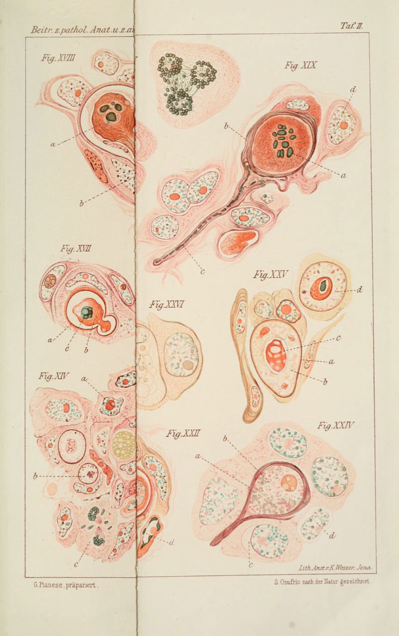 TafiZ. Fig.XMI .'.i—öL Li th Anst.rX Wessen Jena.