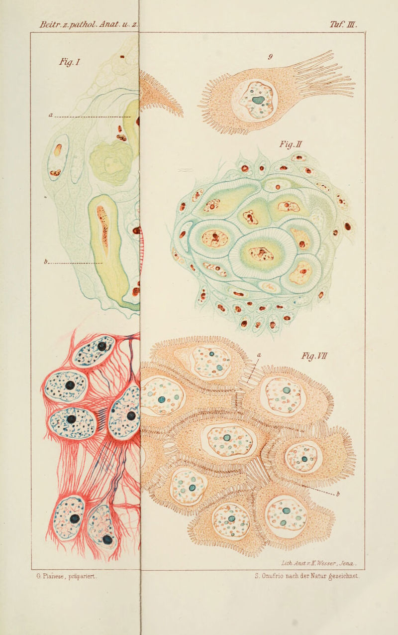 Beür.z.pathol. Anal. u,. z. Tu f. M. Füj.I :... Fuj.ll Q • * v «> f o . - Fig.lTI • O ;7 / : ff 0 ---* c .'./.'/) Anstr.K. Wesser, Jena..