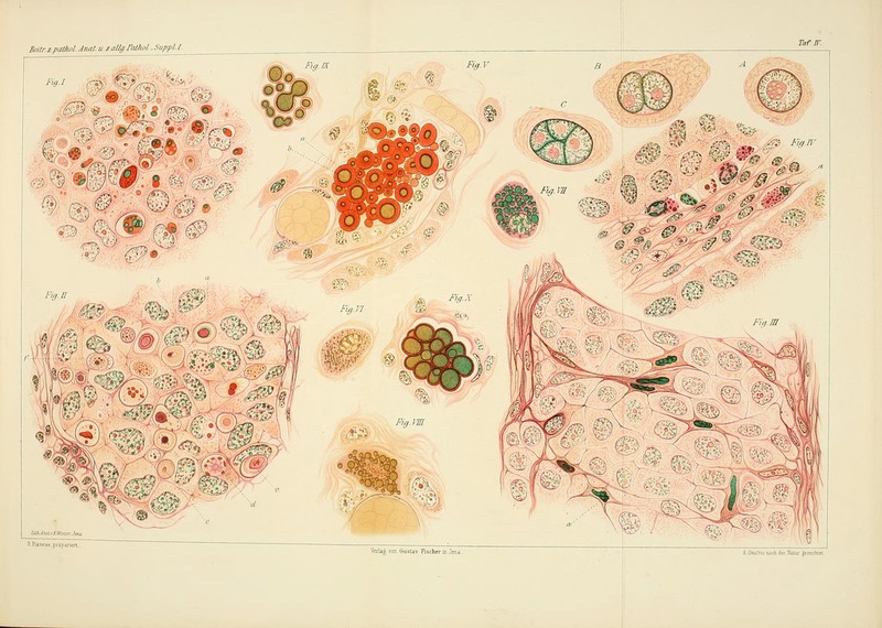 O.Fianeae,präpariert